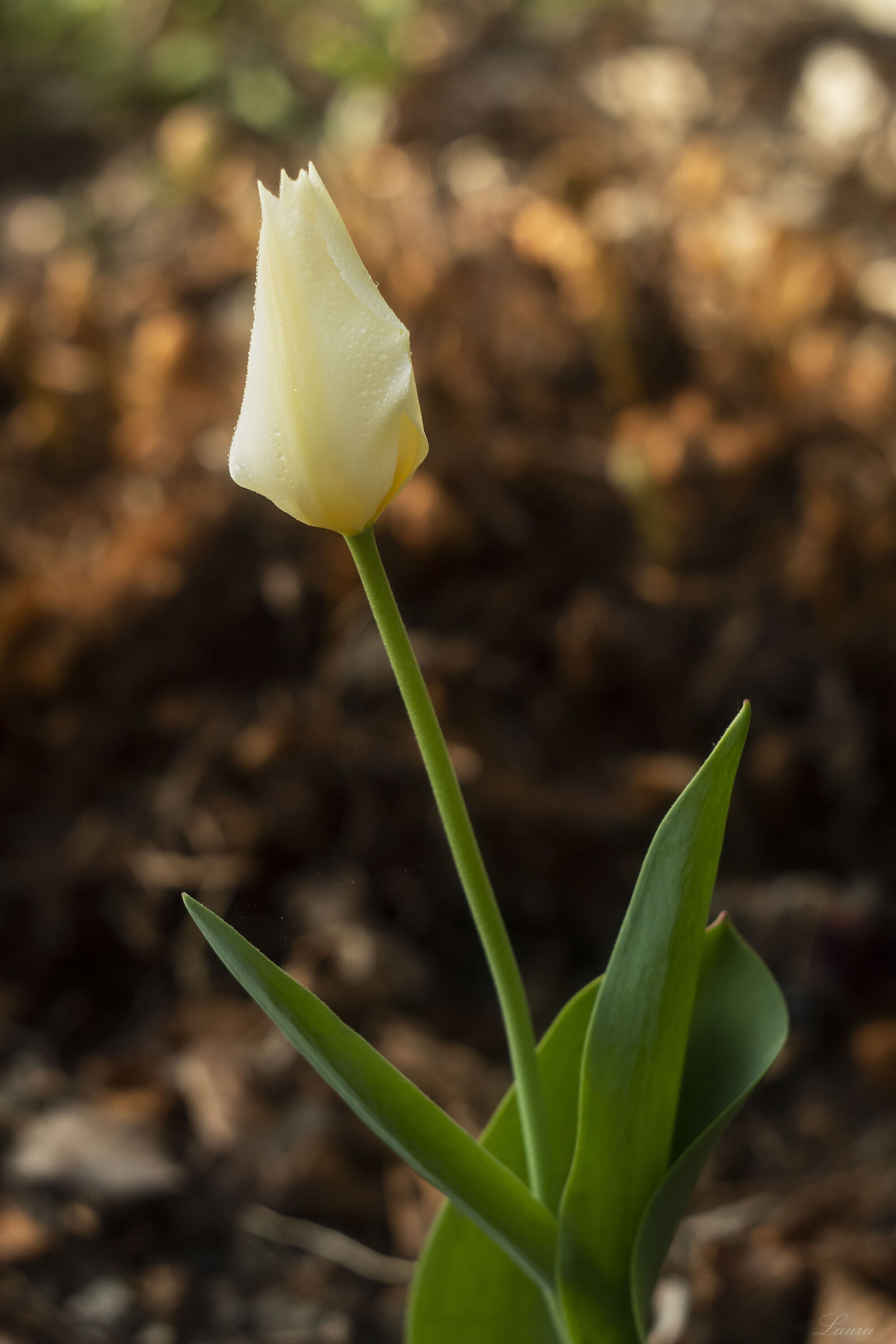 Tulipano solitario...