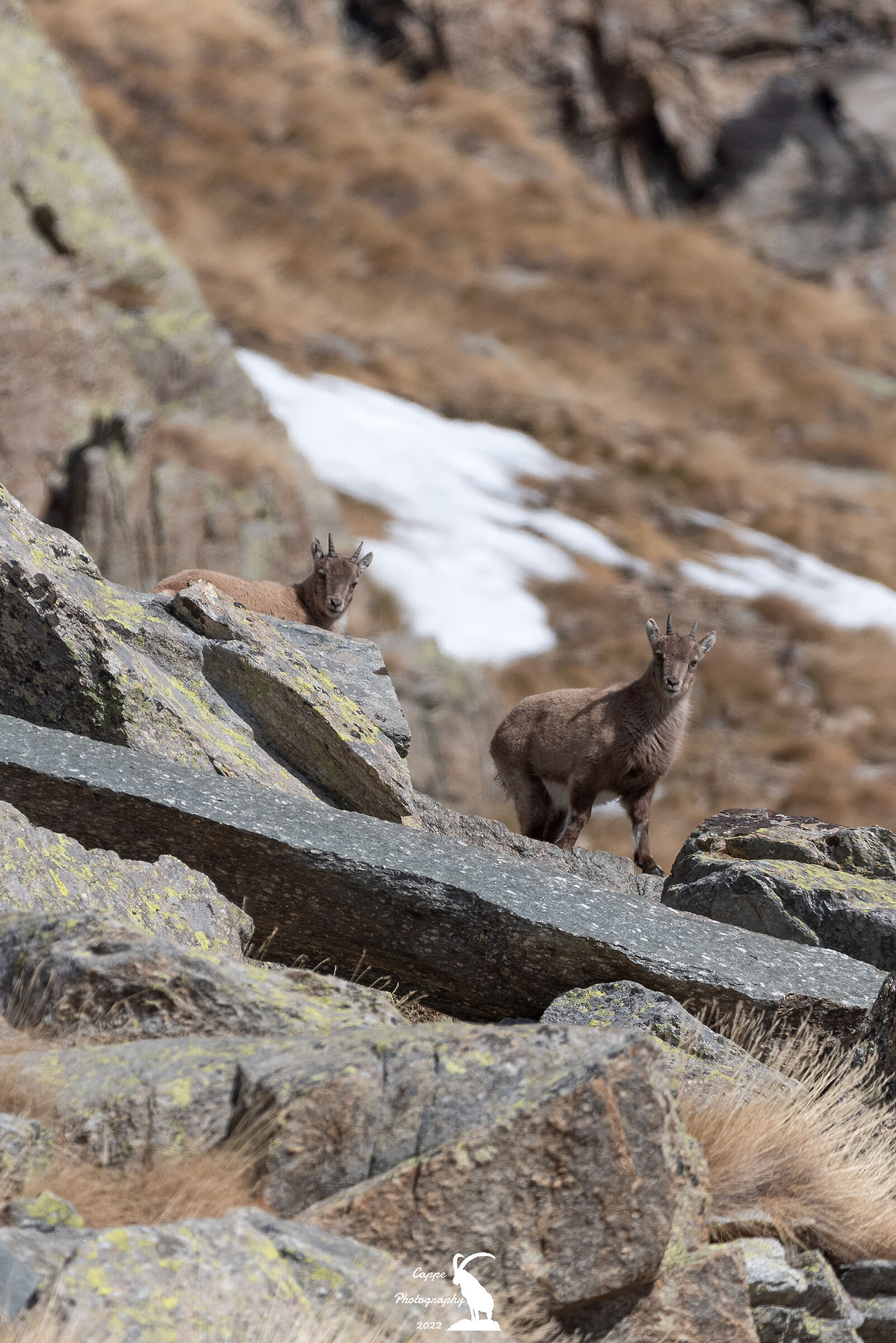 Very young Ibex of the Alps (Capra Ibex - L.)...