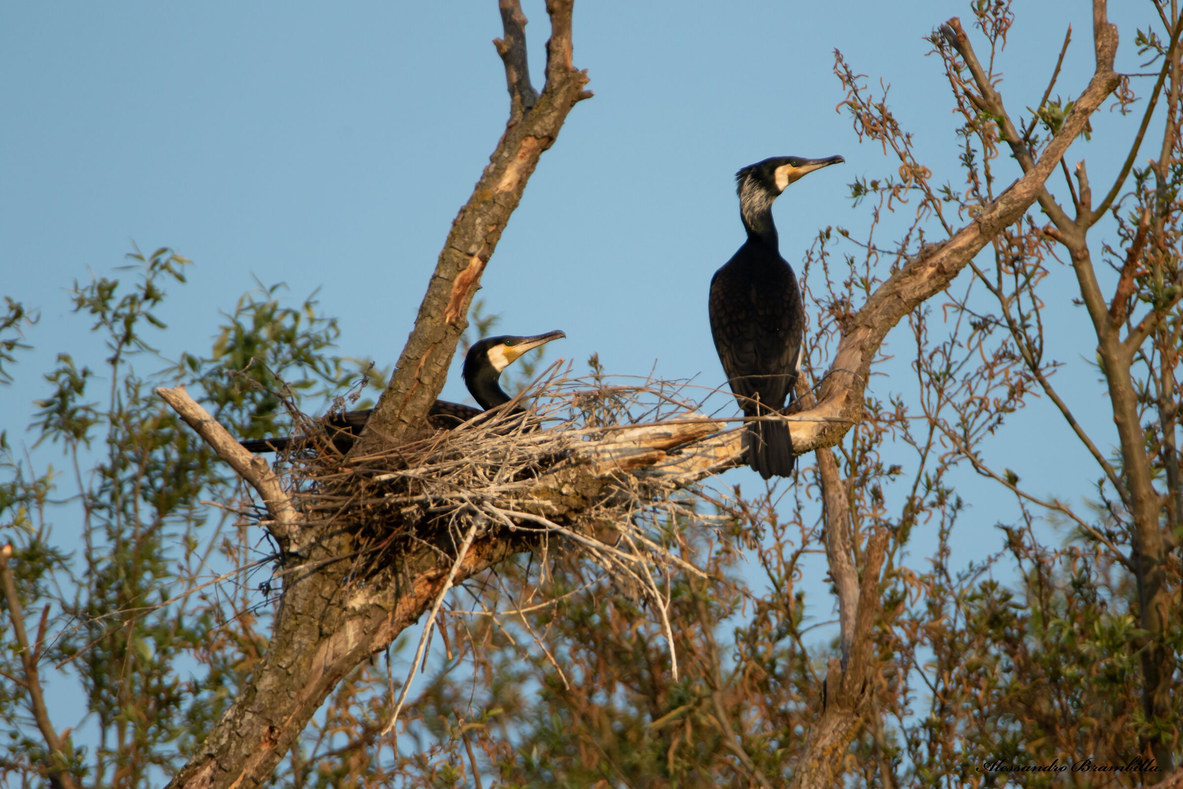 Cormorant nest...