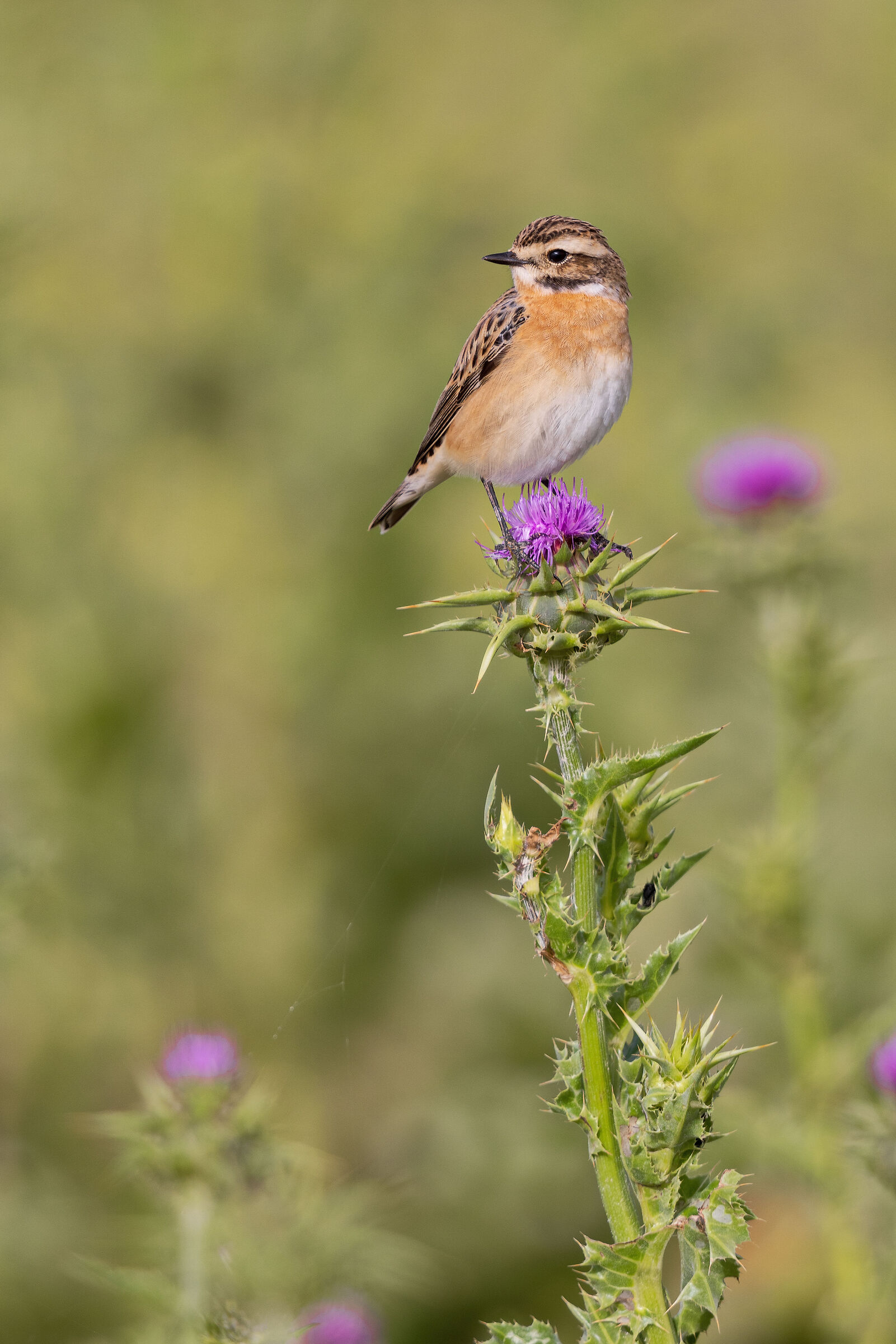 Whinchat...