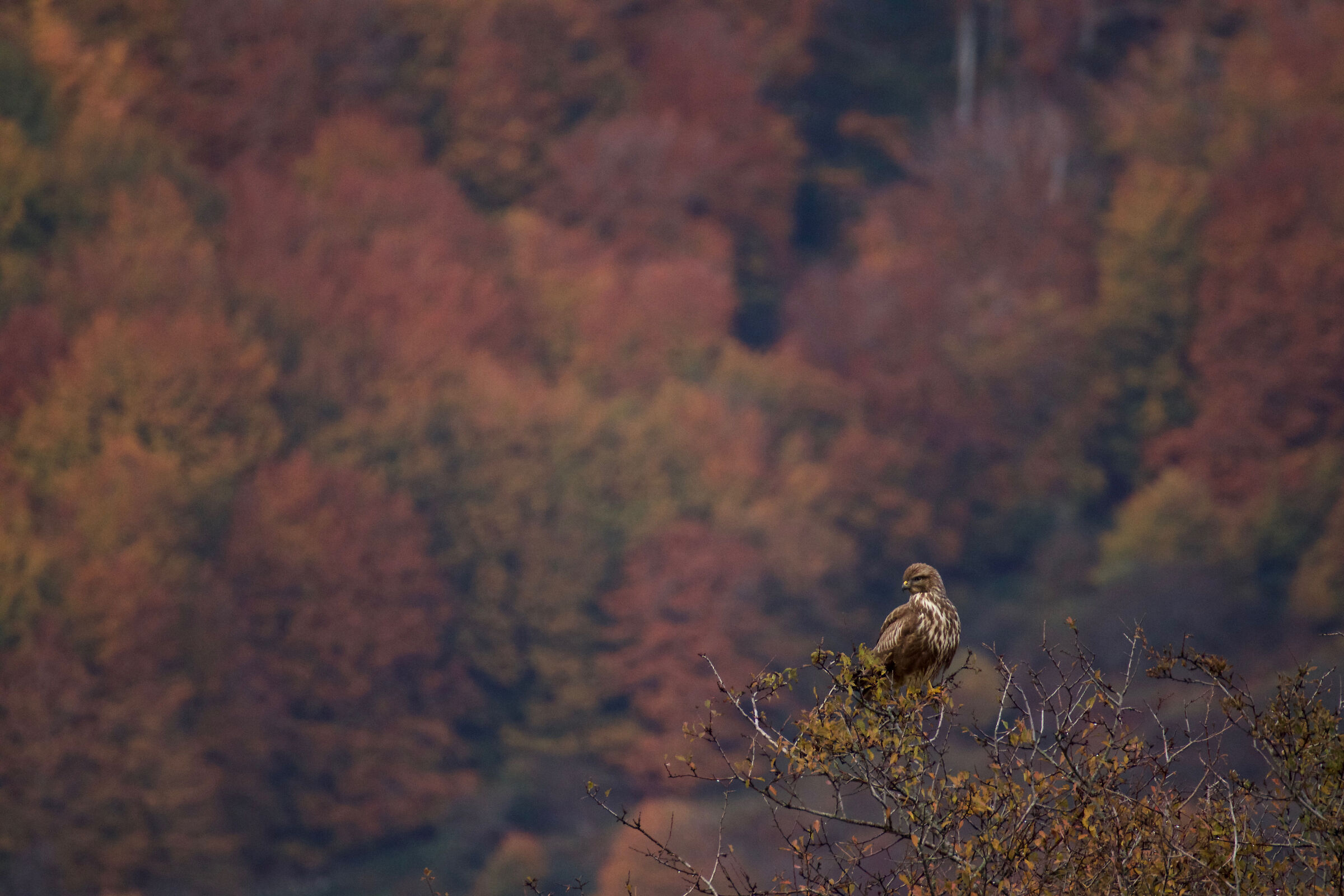 Autumn buzzard...