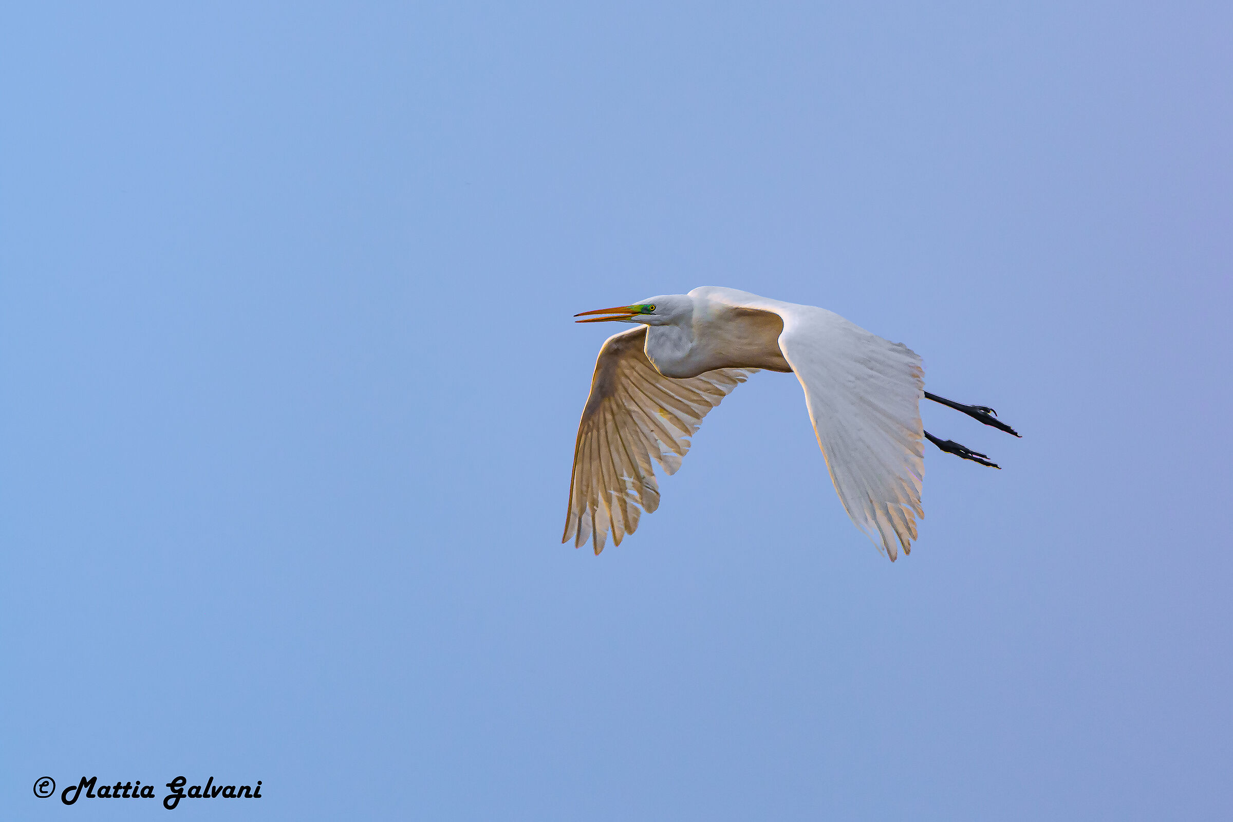 Great White Heron flying at sunset...