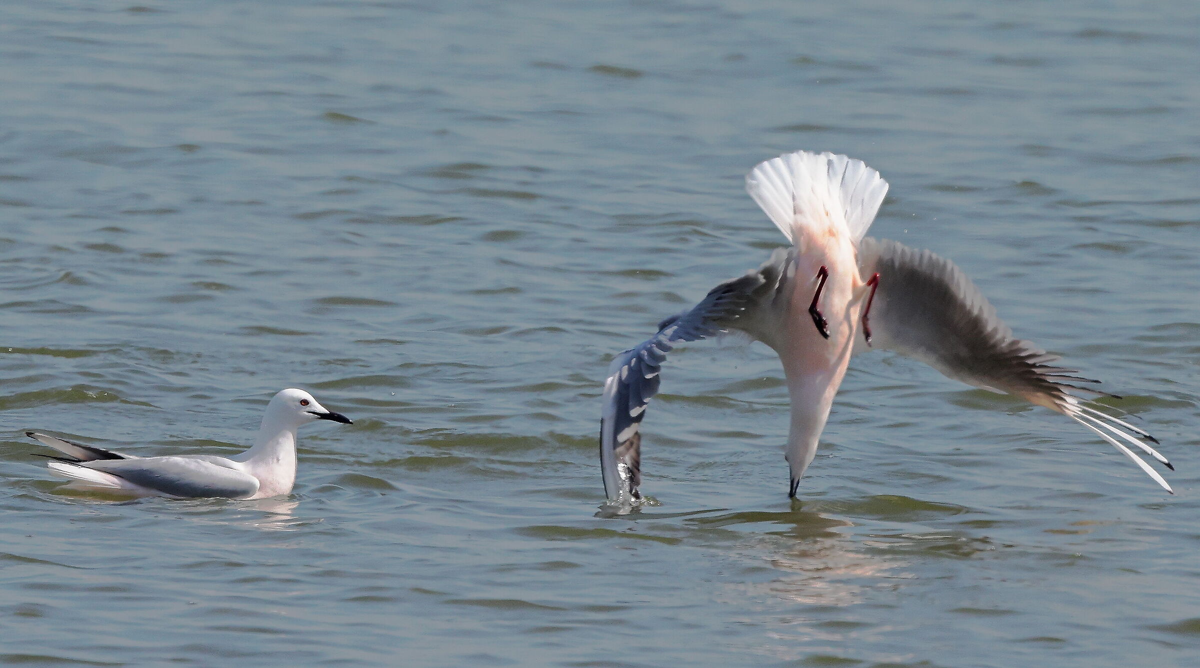 Pink seagulls in fishing....