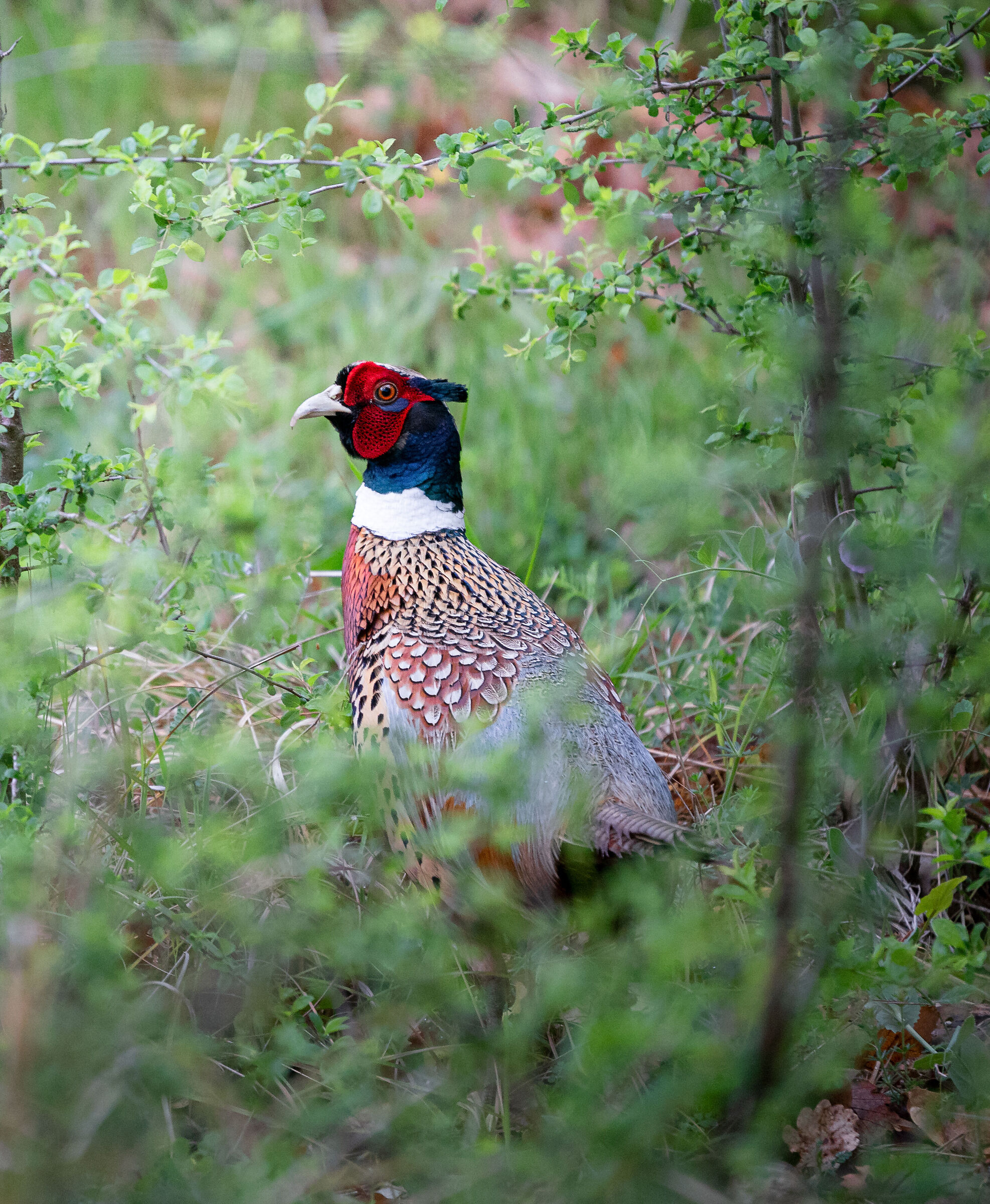 Male pheasant at Dawn ...
