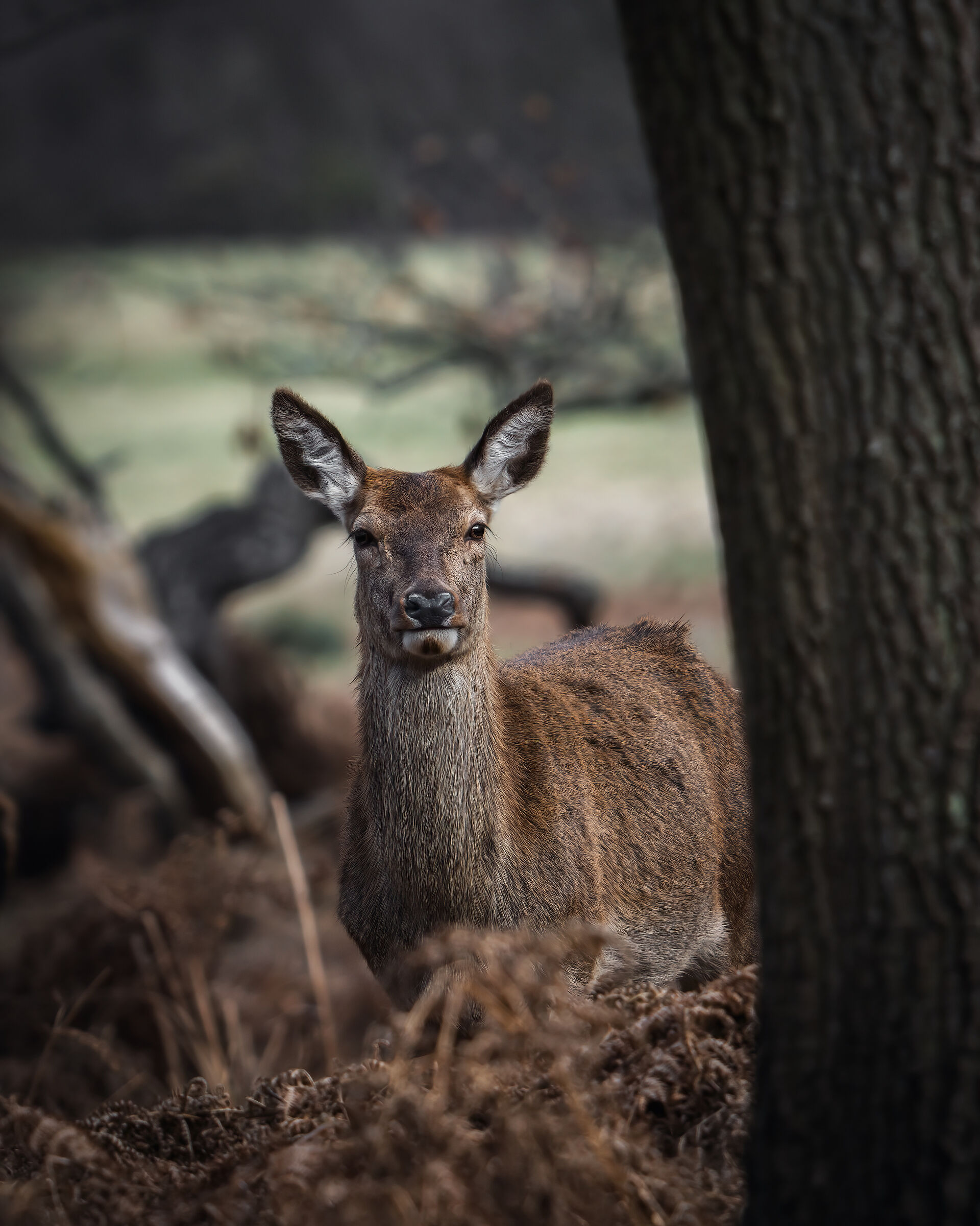 Female red deer...