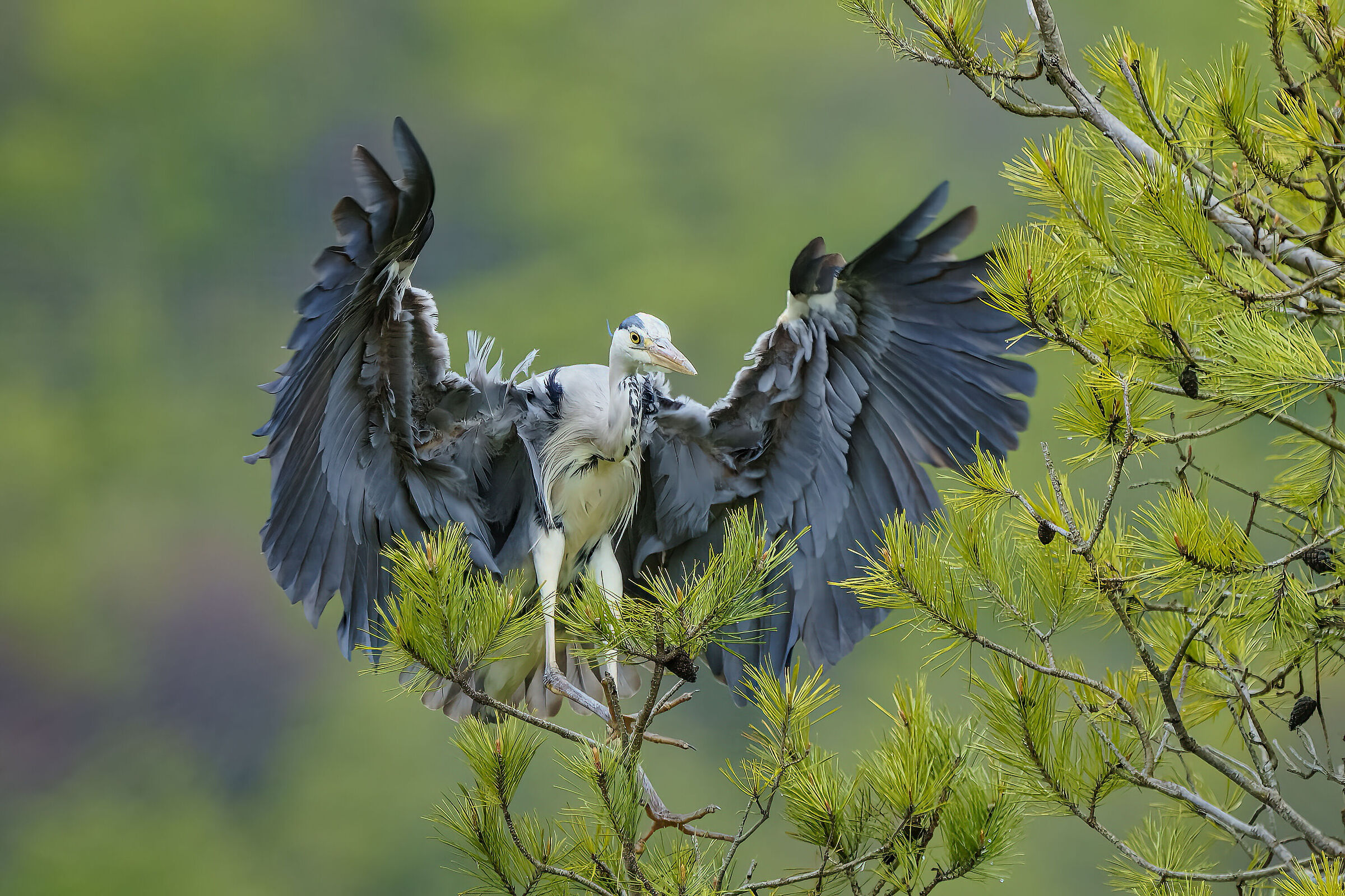 Grey heron in glide...