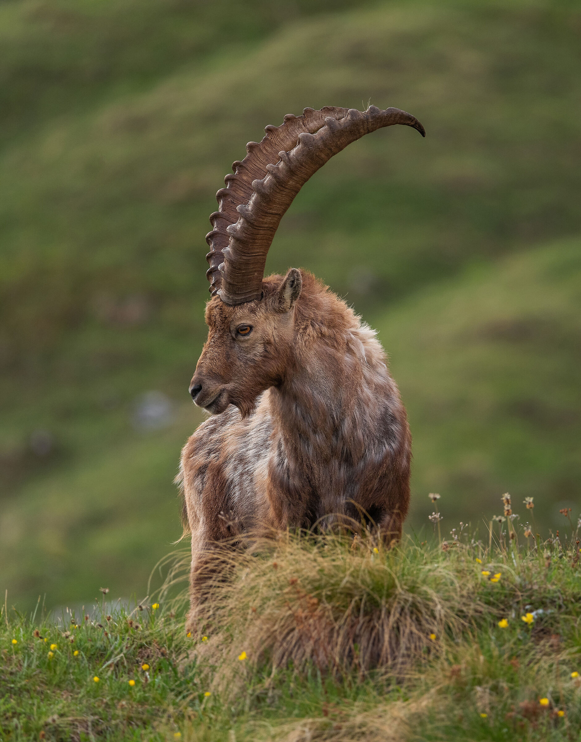 Alpine ibex...