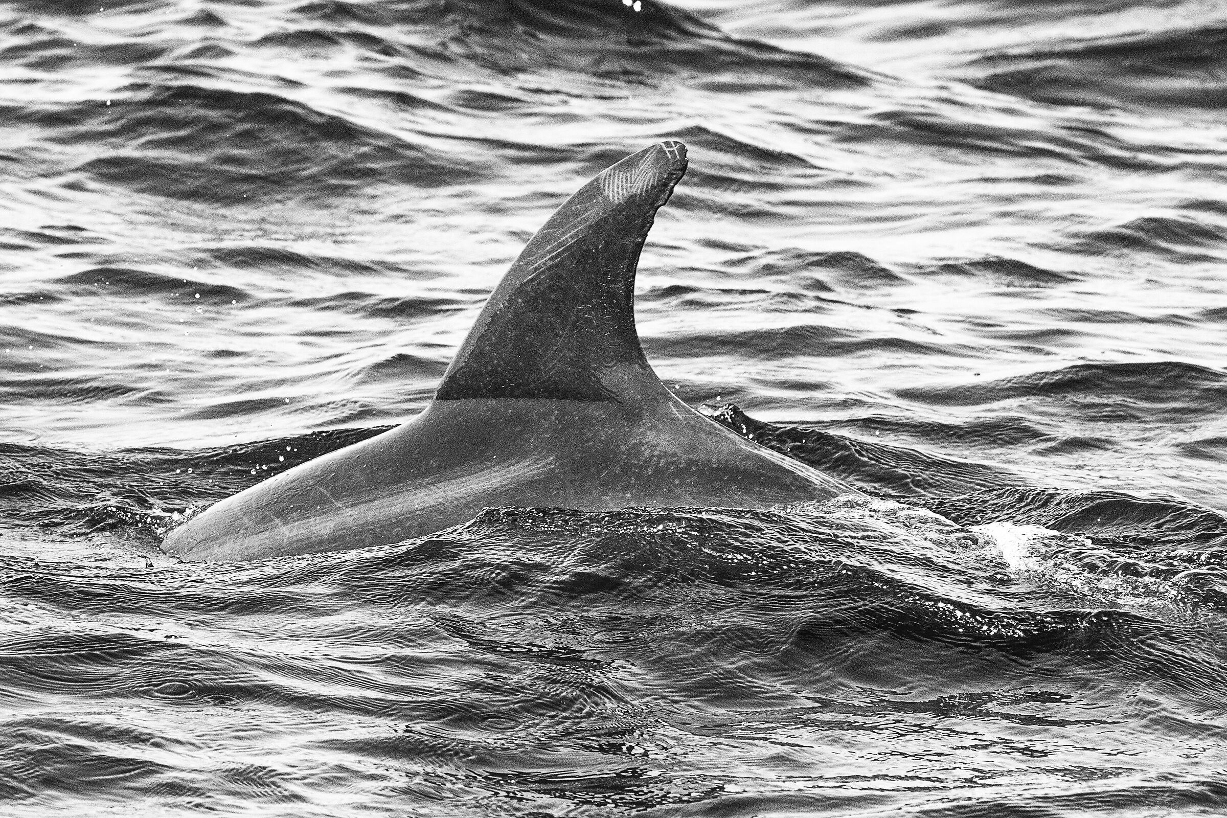 Dolphin off Ras Al Hadd...