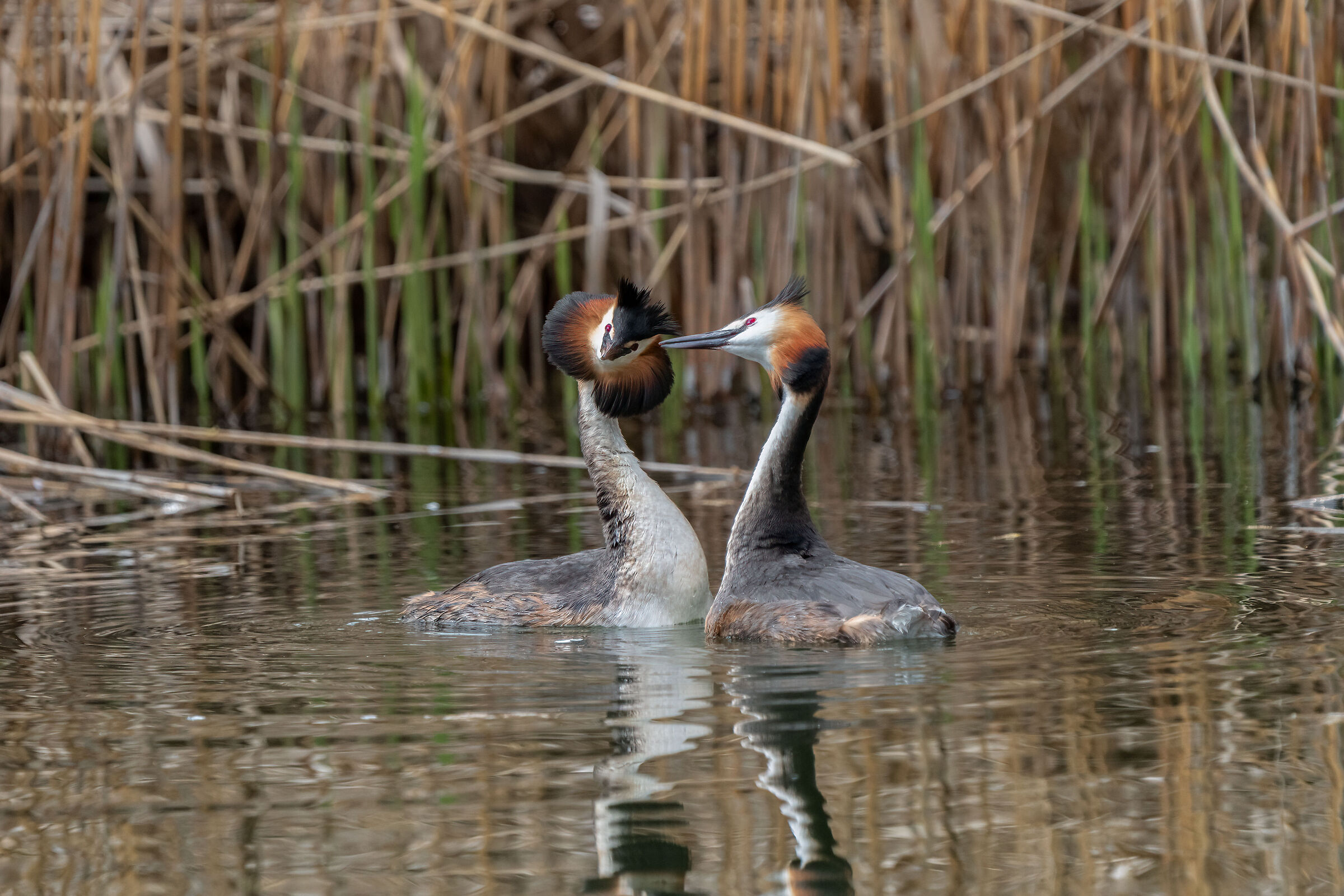 The Art of Courtship (Great Grebes)...