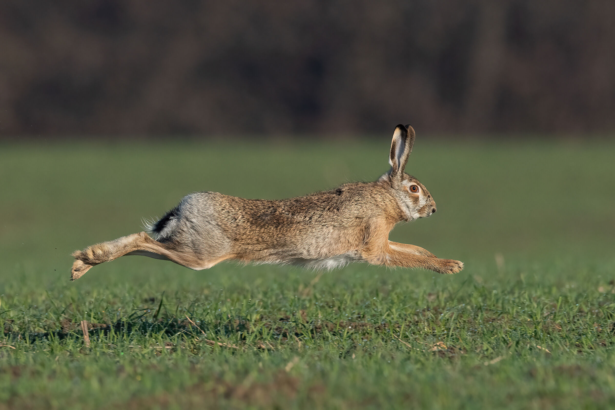 Hare launched in full swing...