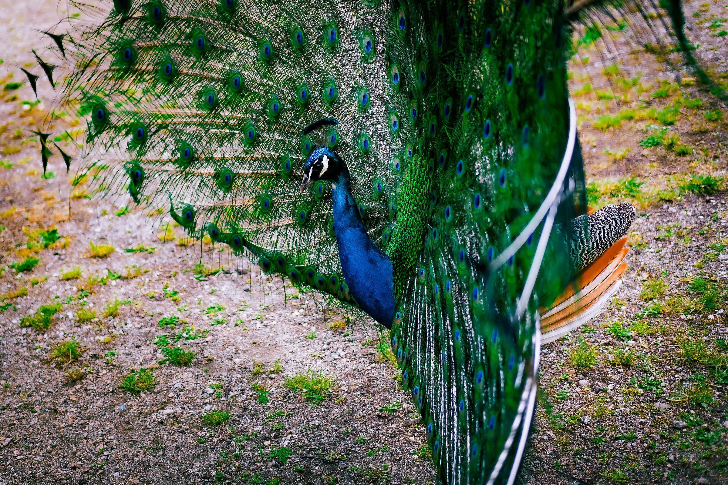So' fig, so' beautiful, so' peacock...