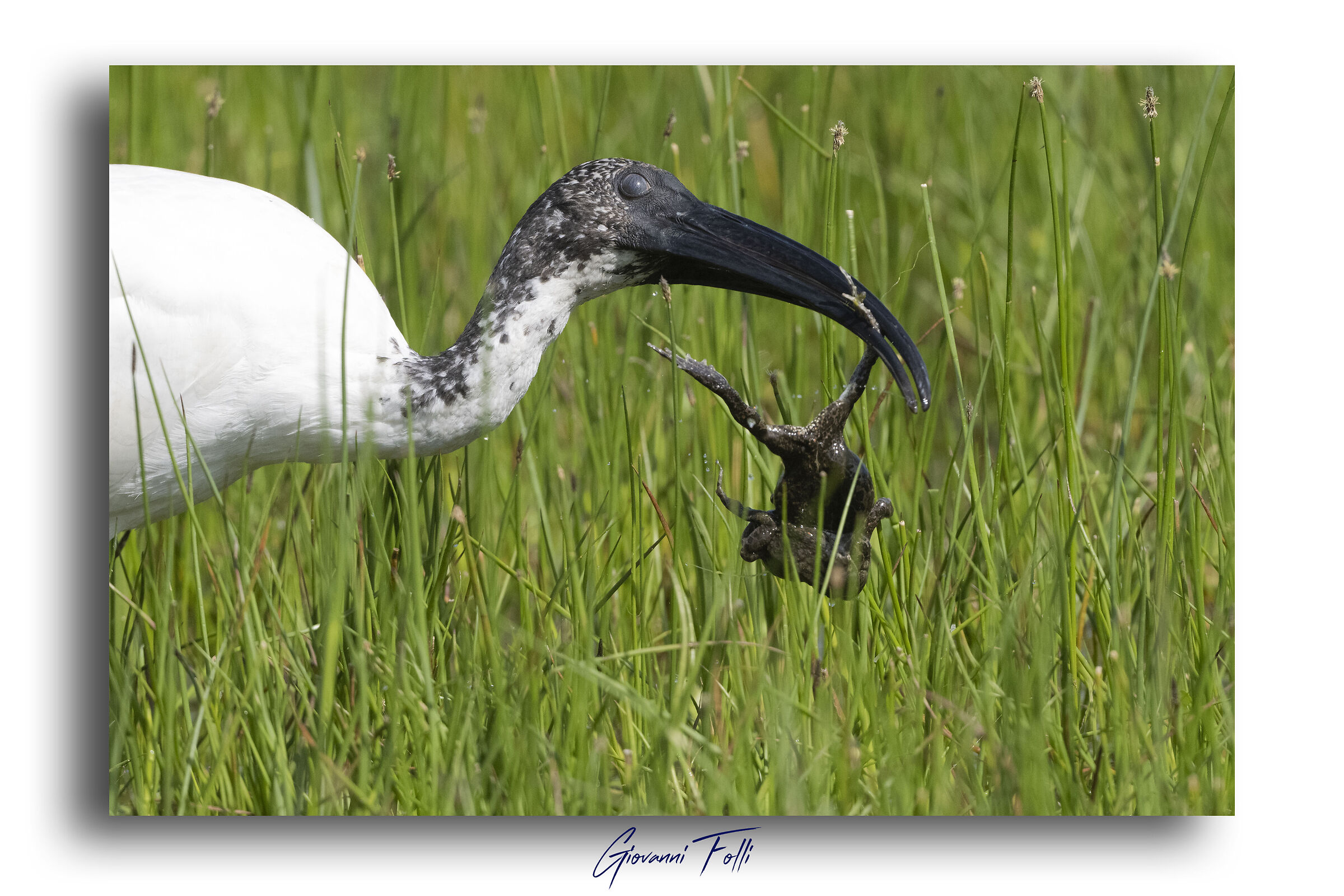 Sacred ibis with prey...