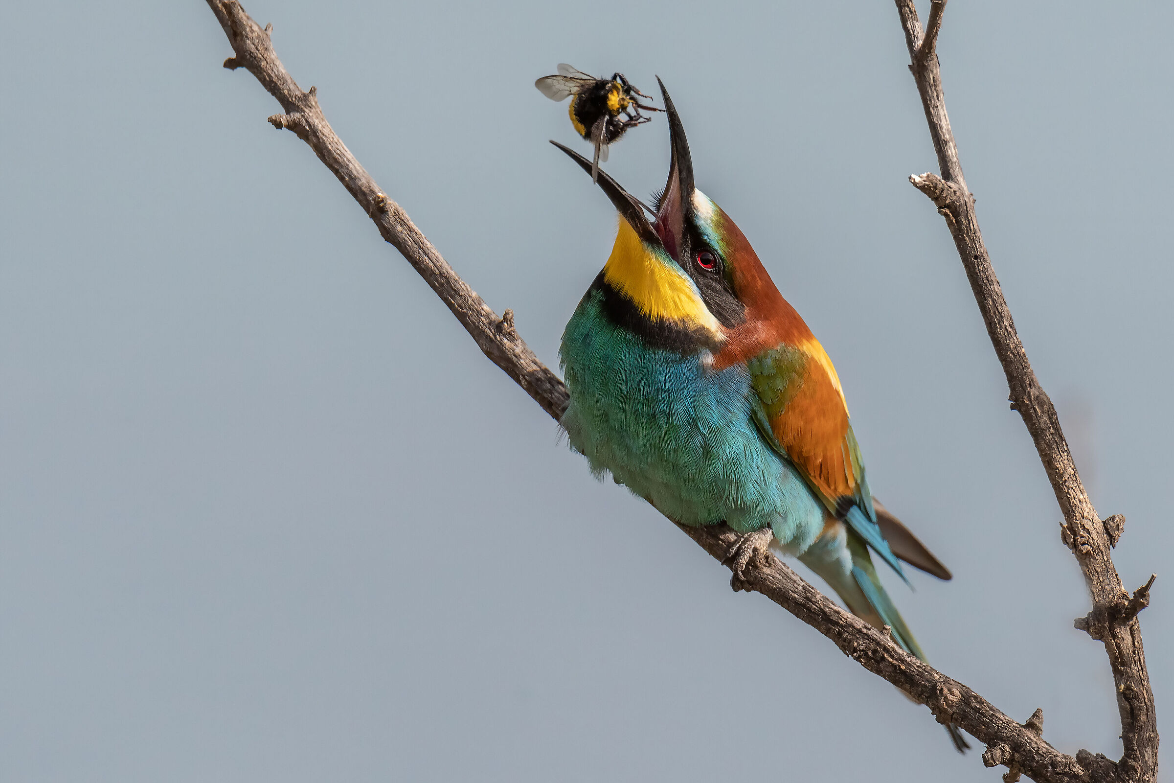 Bee-eater in feeding ...