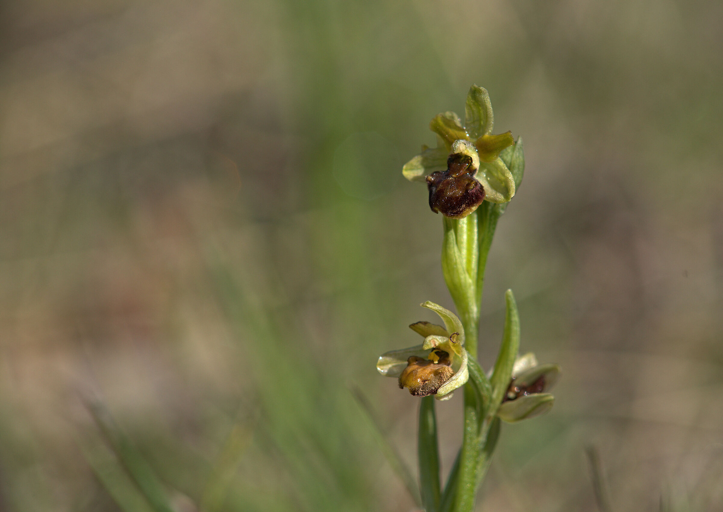 Ophrys sphegoides...