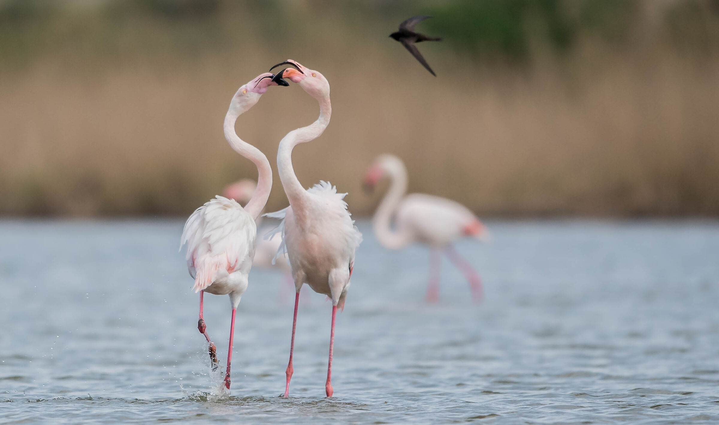flamingos and swift...