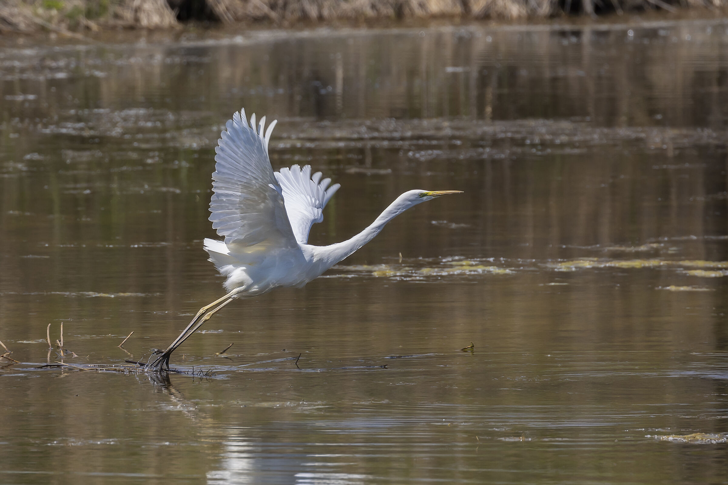 Great white heron...