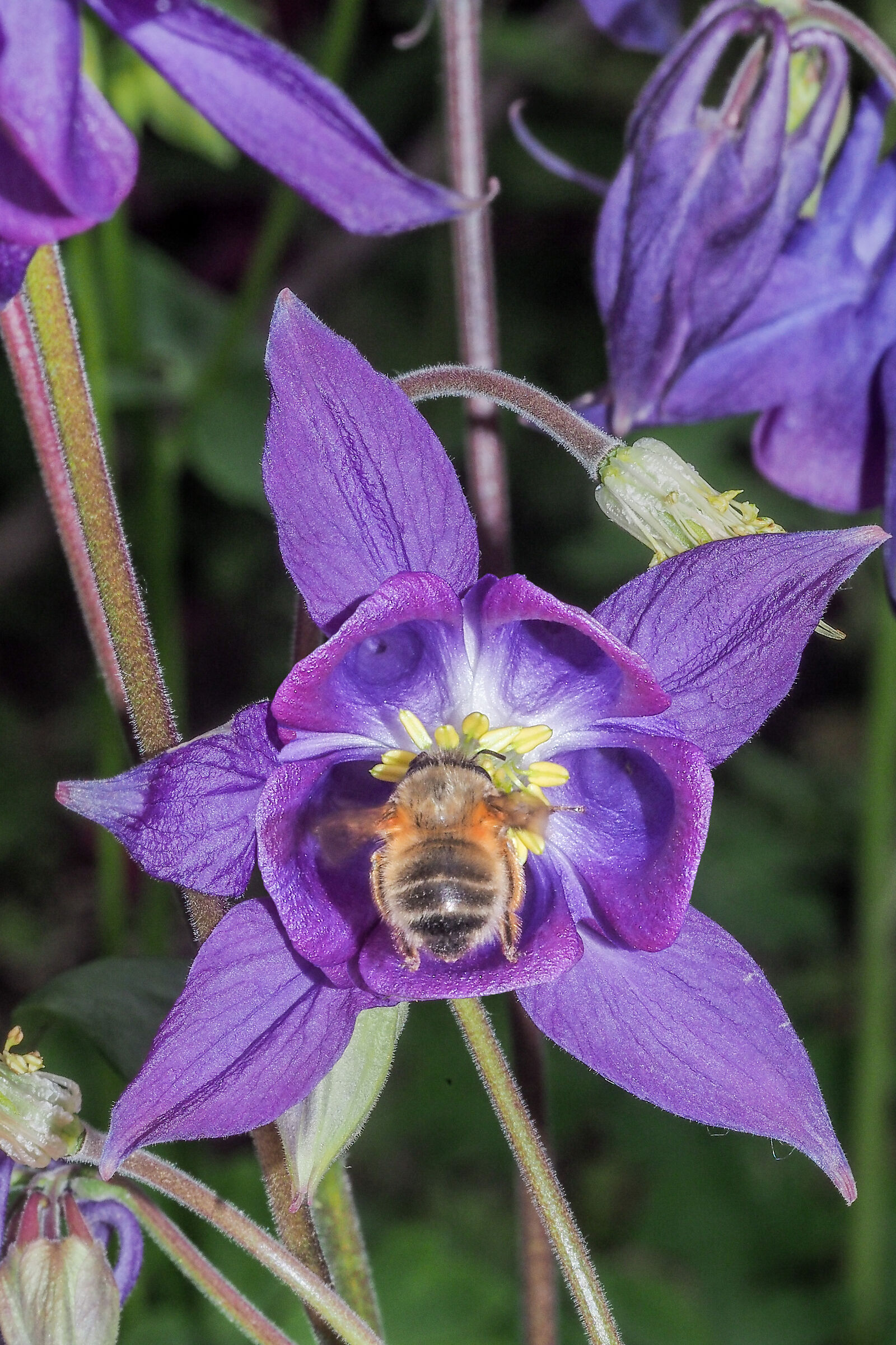 The bee and the aquilegia...