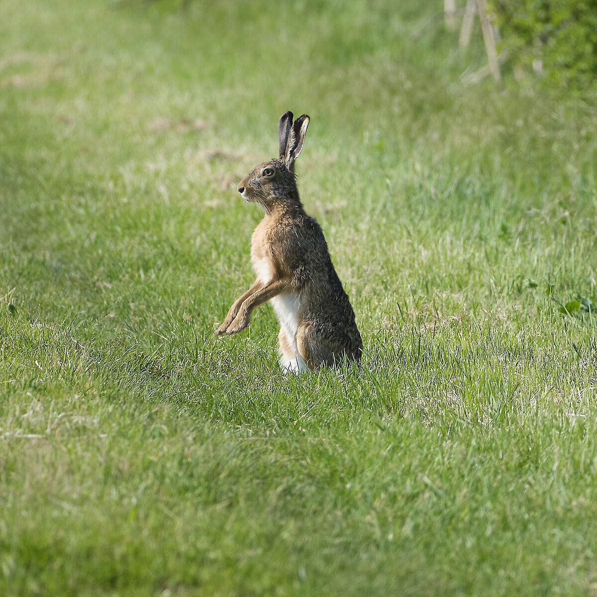 Cheeky hare......