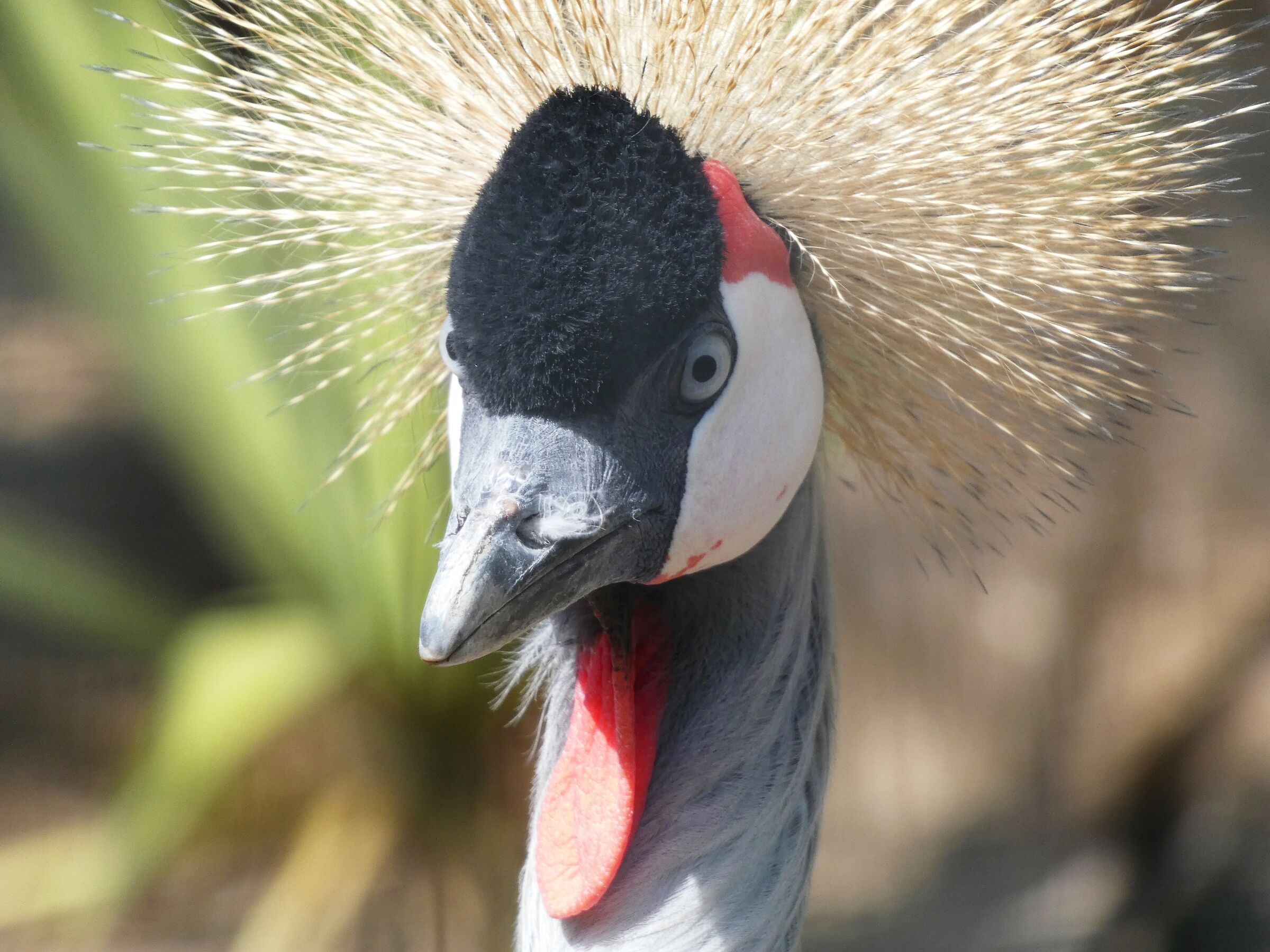 African crowned crane...