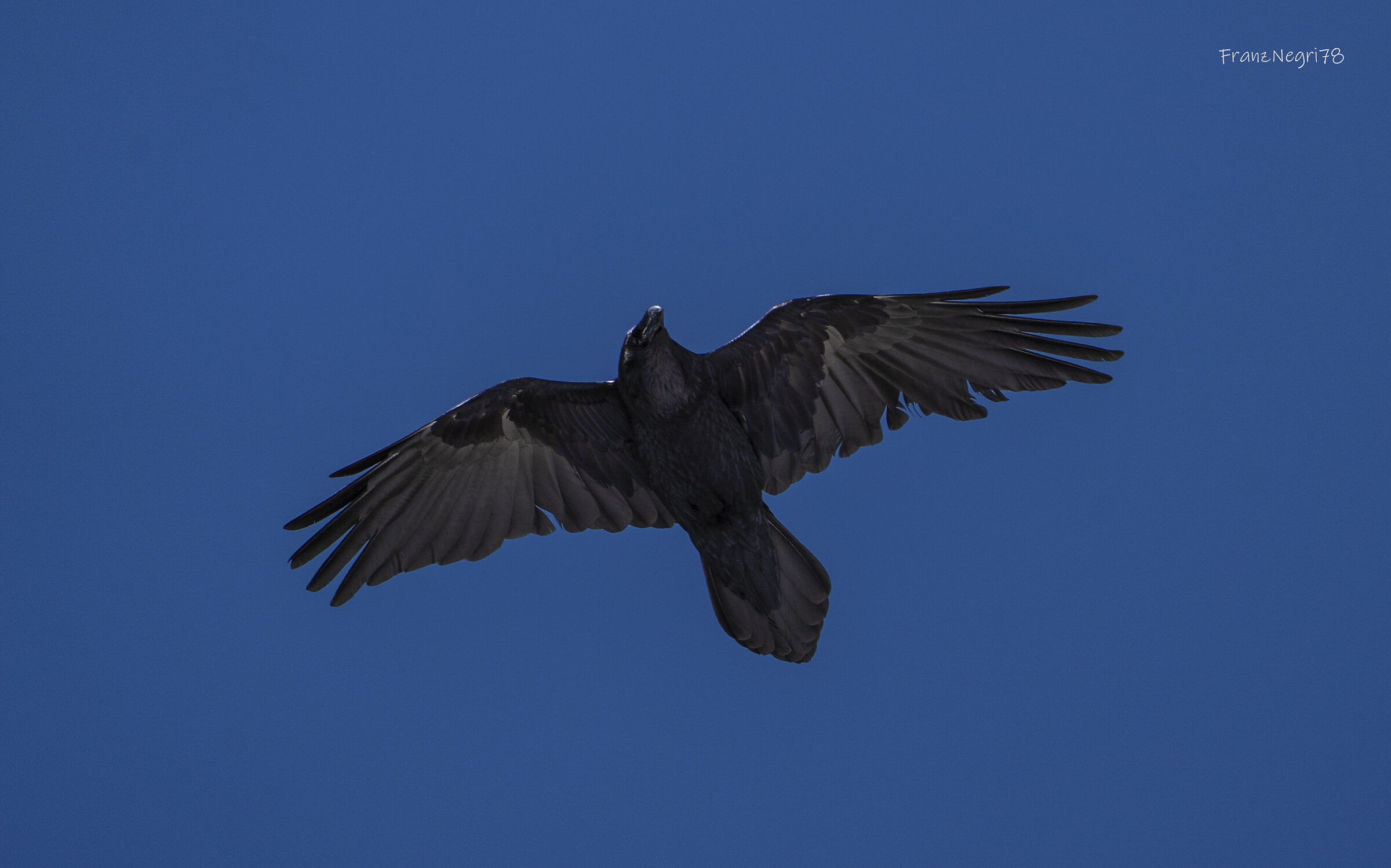 Raven...