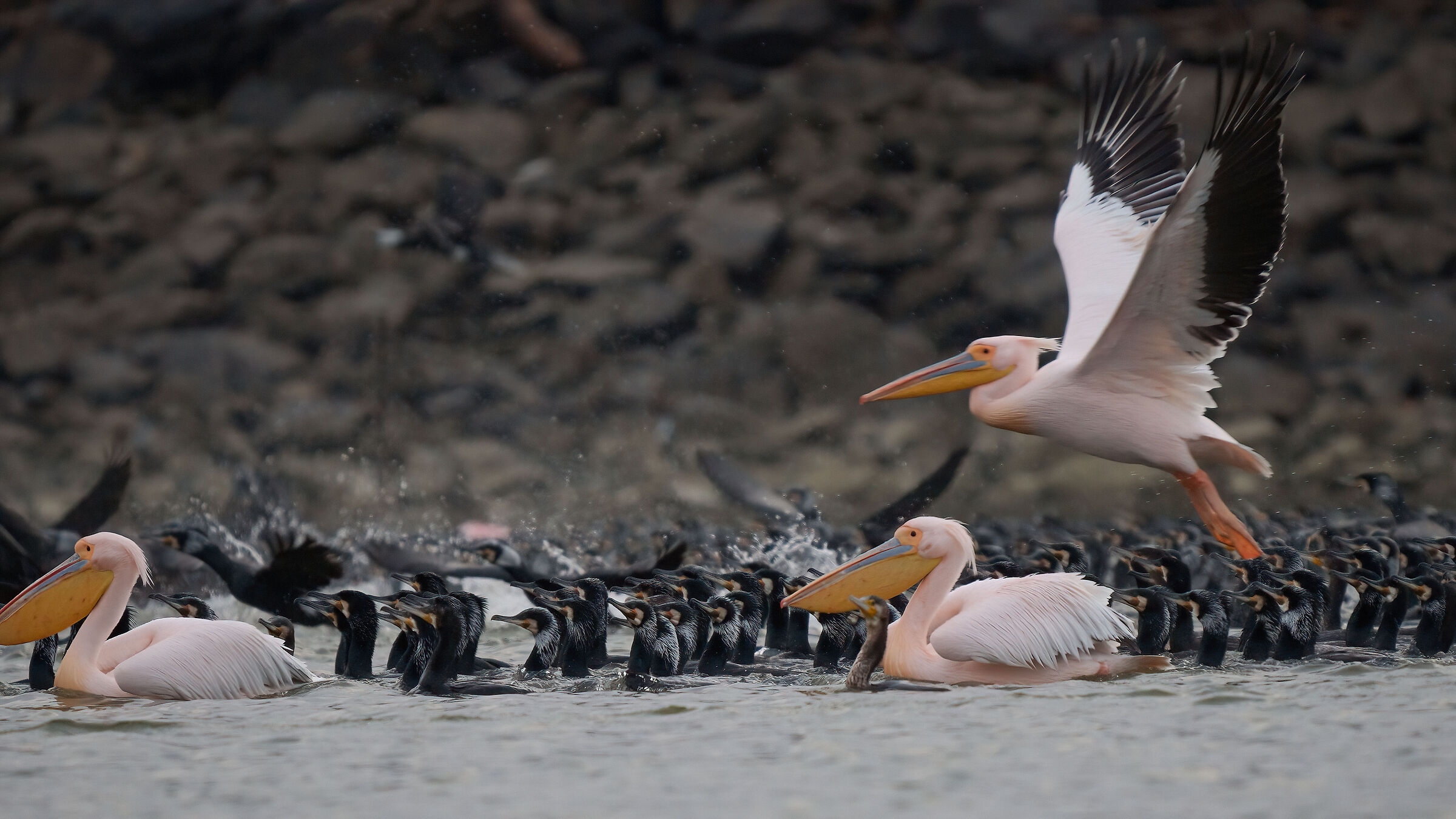 Pink Cormorants and Pelicans - Kerkini (Greece)...