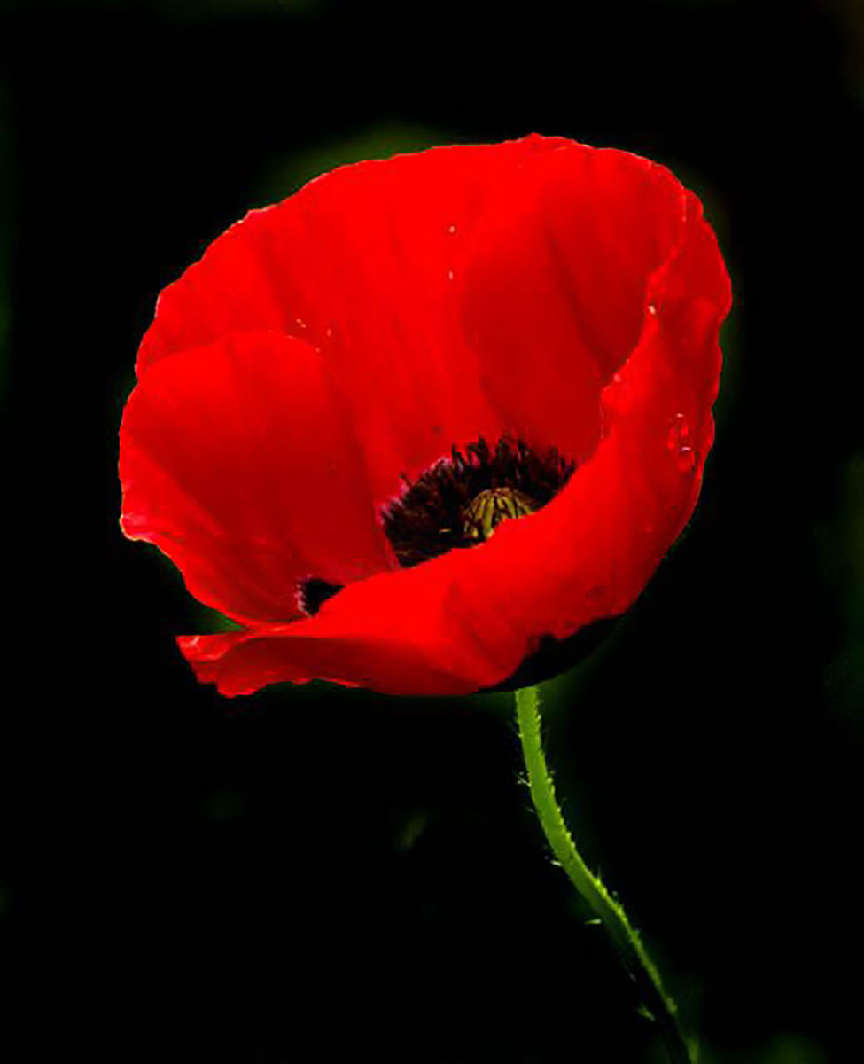 The first poppy of 2022...