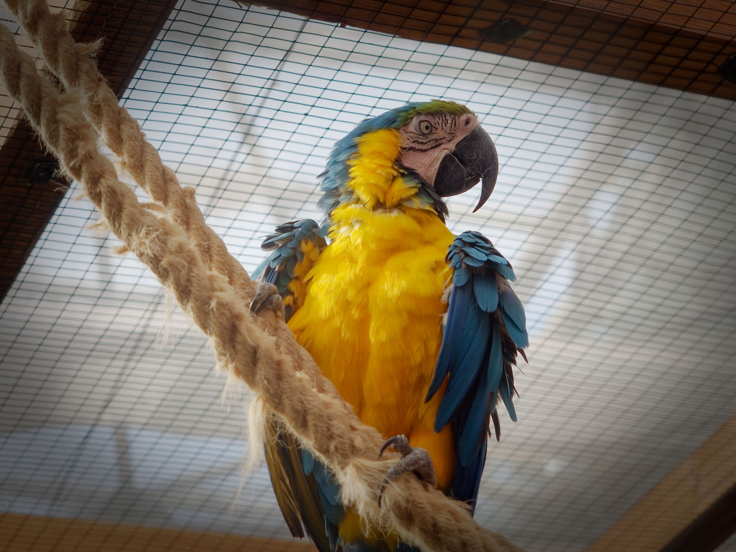 The explosion of colors of the Yellow-blue Macaw...