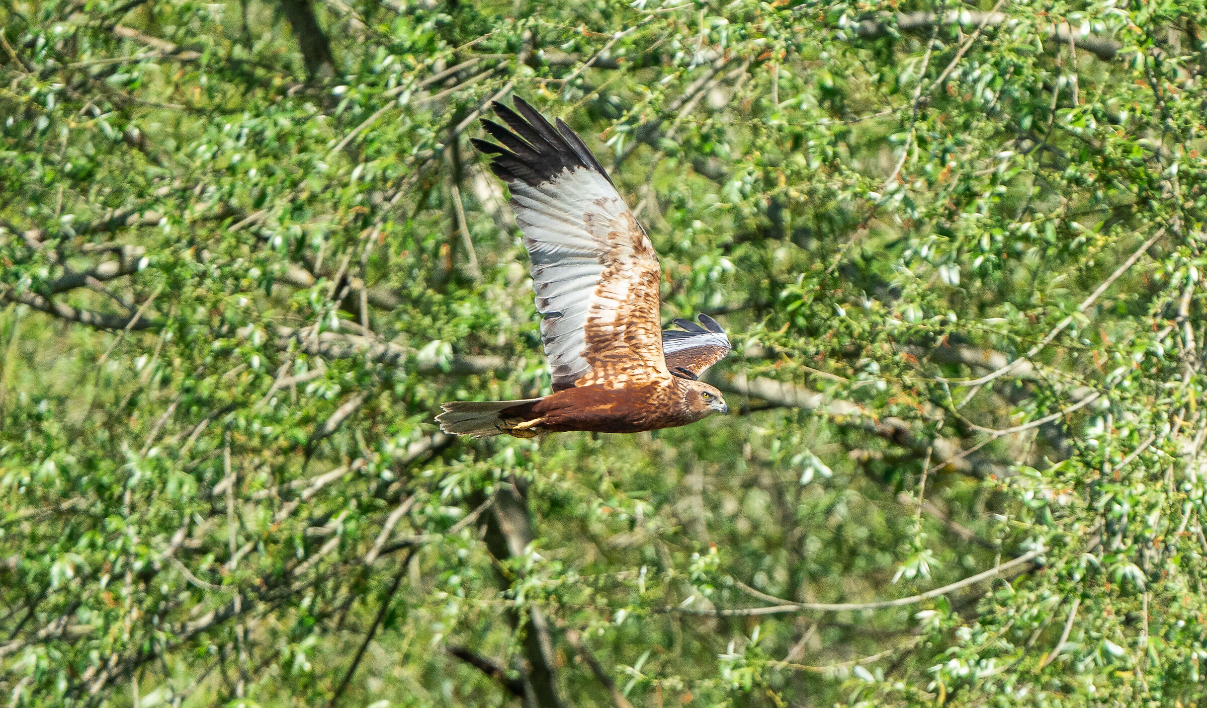Marsh falcon (M.)...