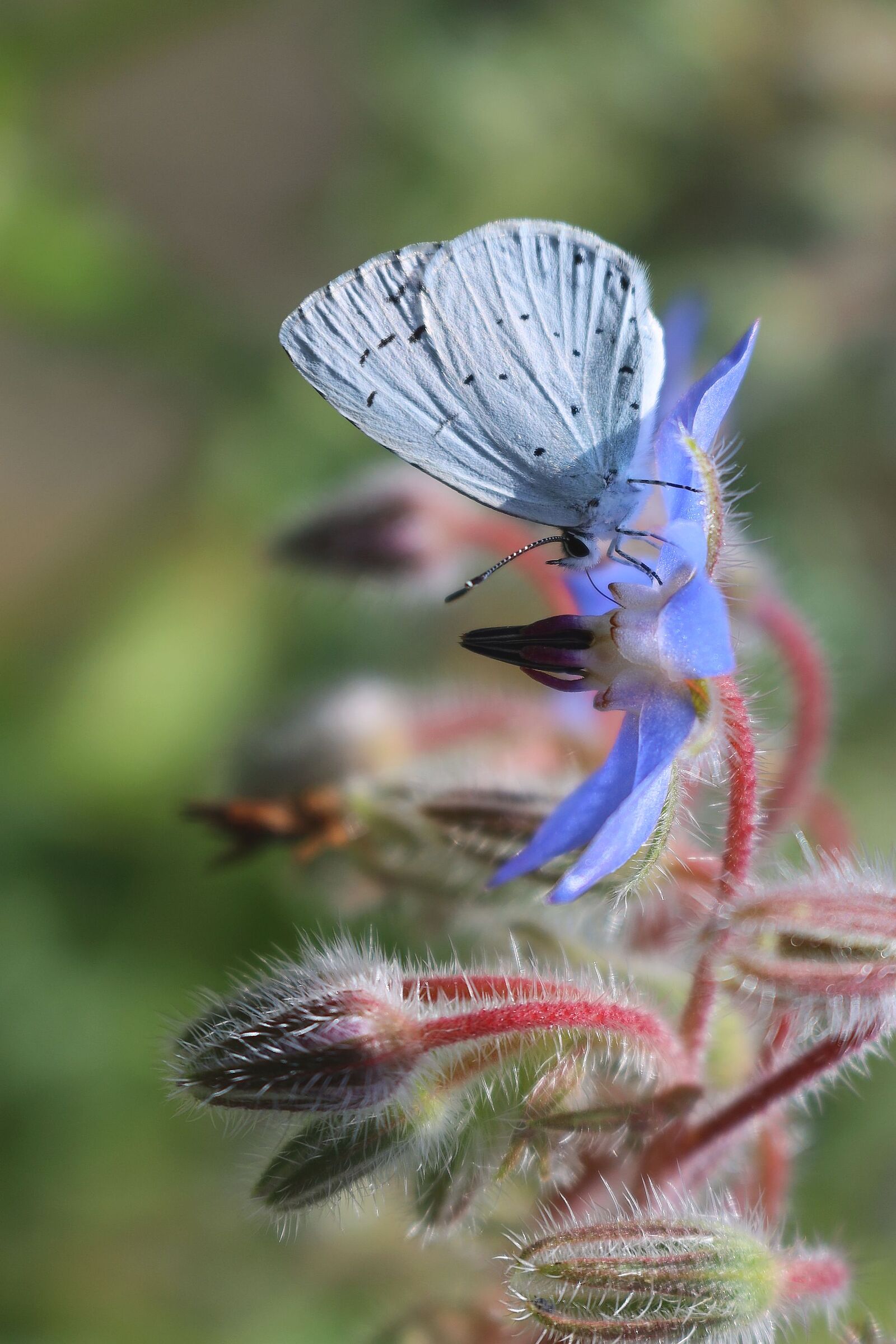 laid on the blue of the borage...