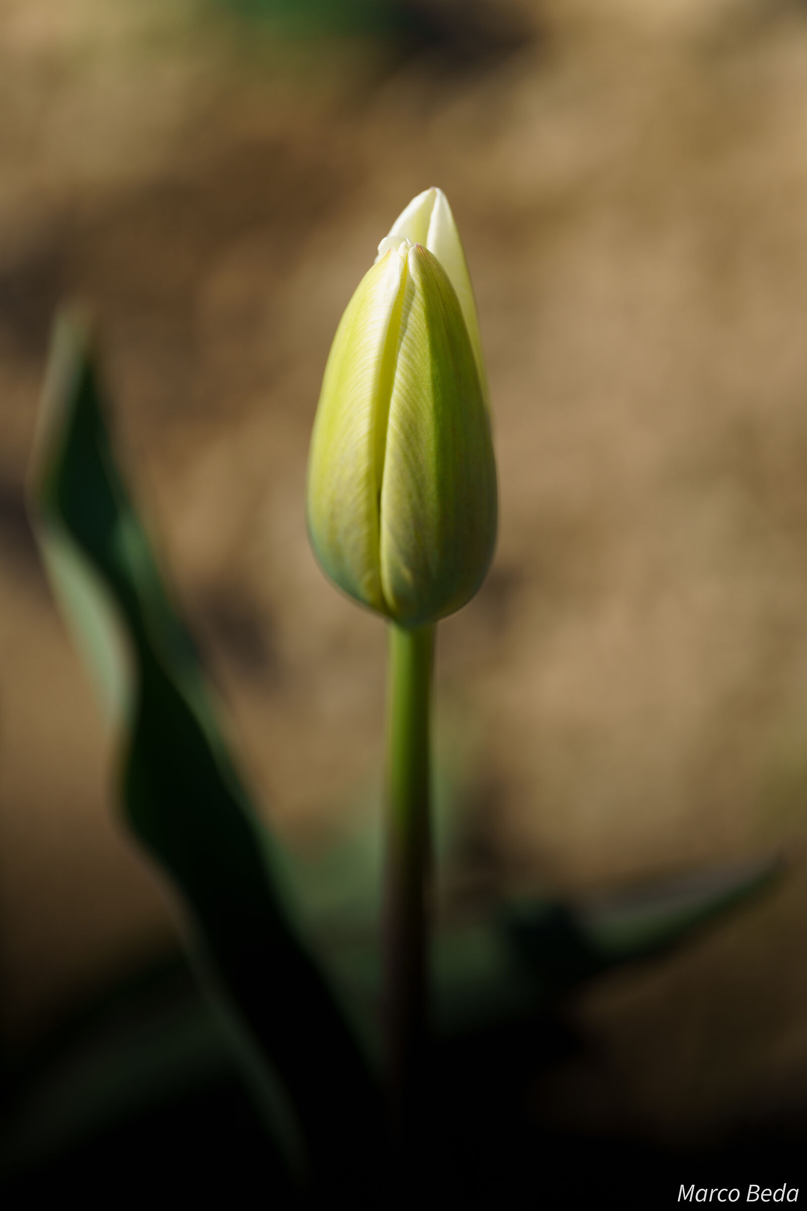 an almost tulip ...