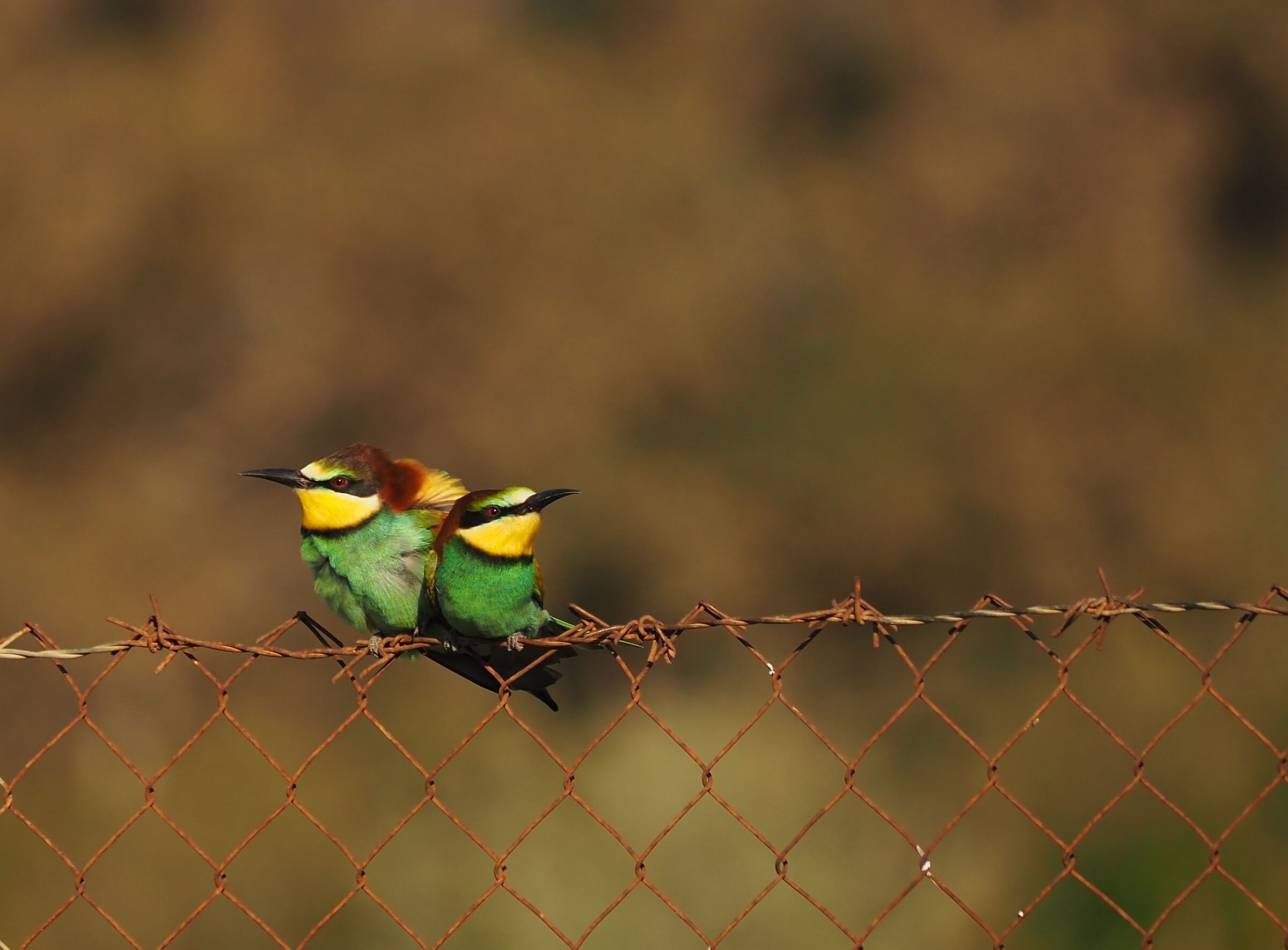 The Bee-eaters are back...