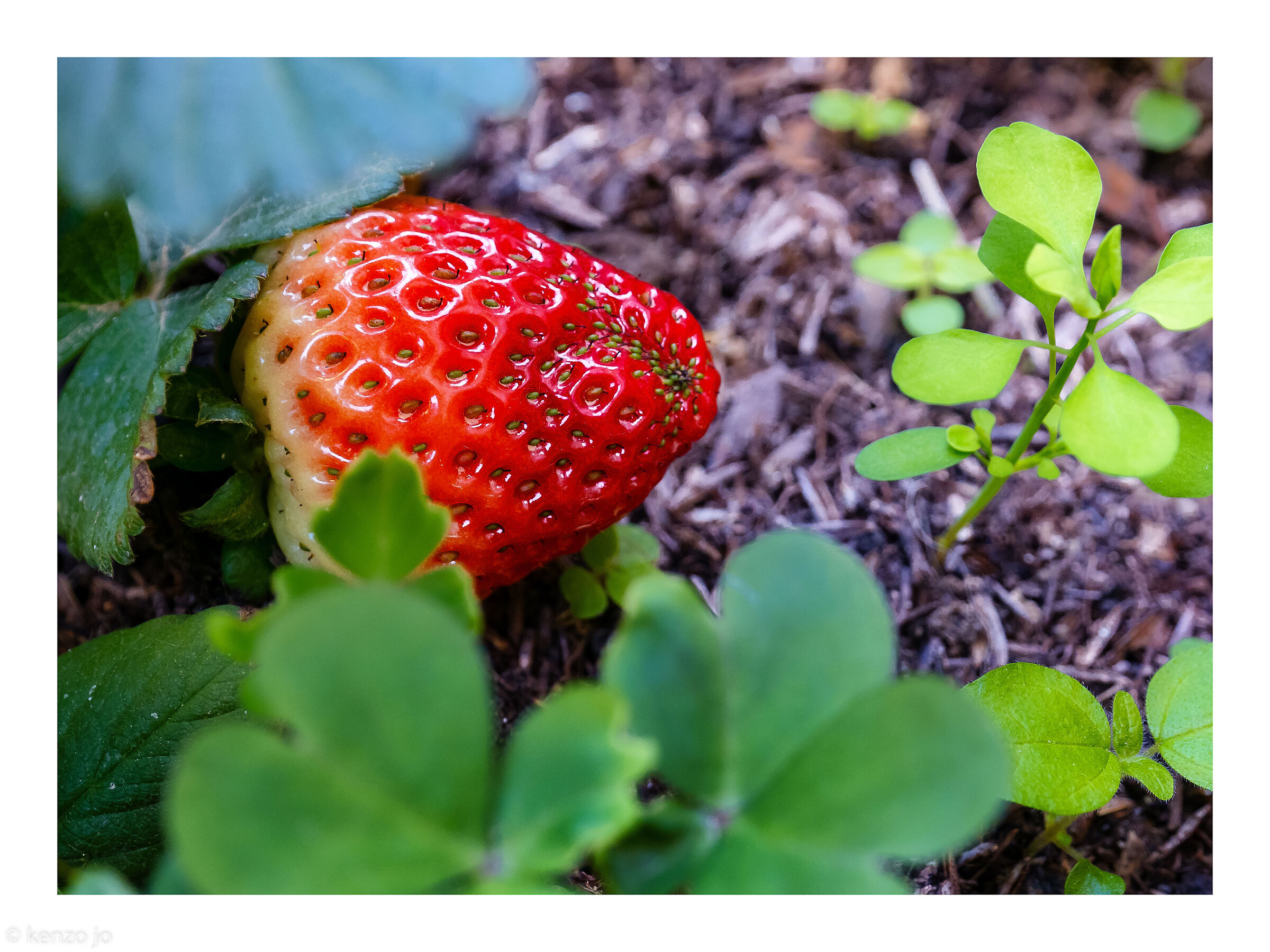 The first strawberry...
