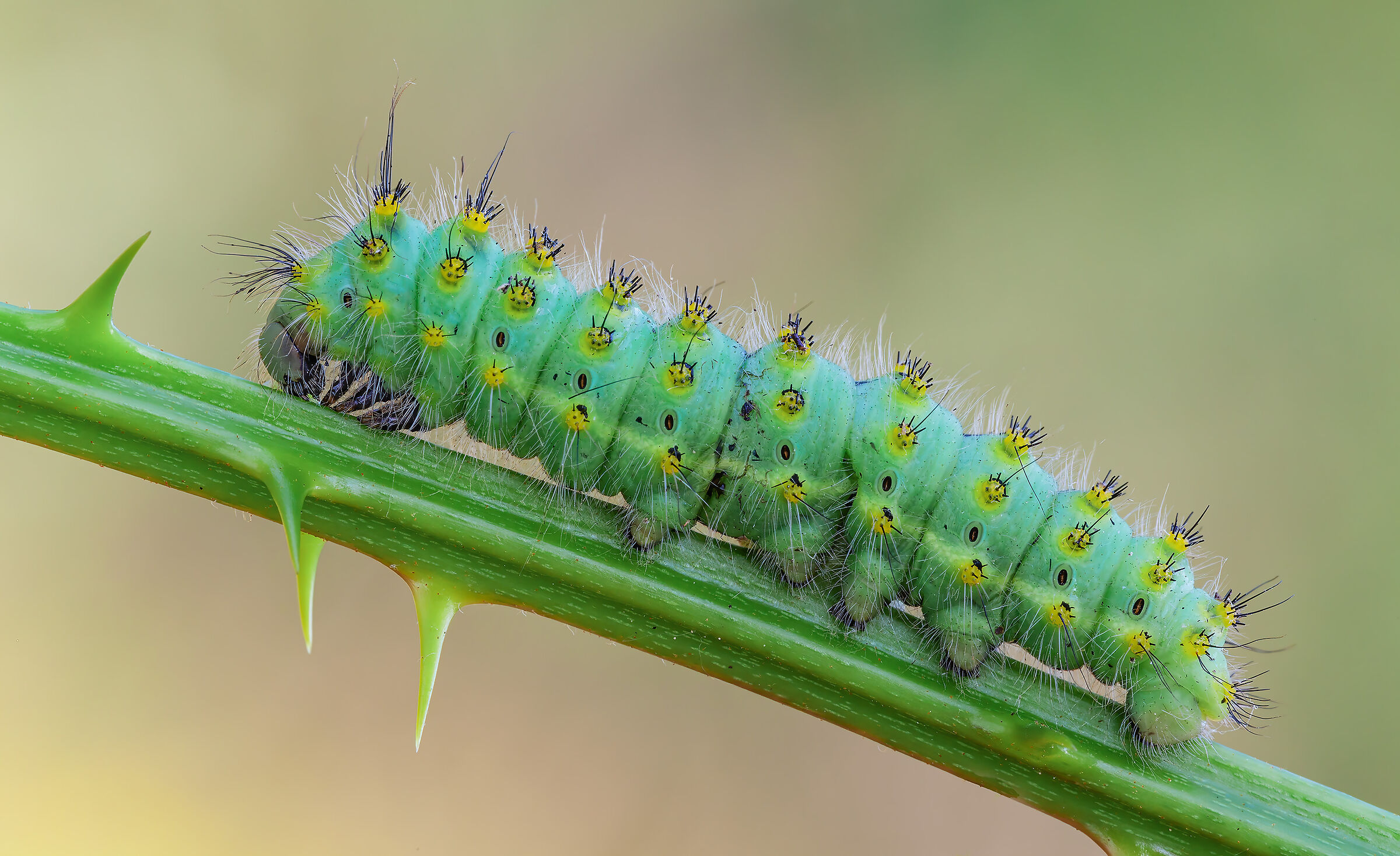 Caterpillar of Saturnia pavoniella...