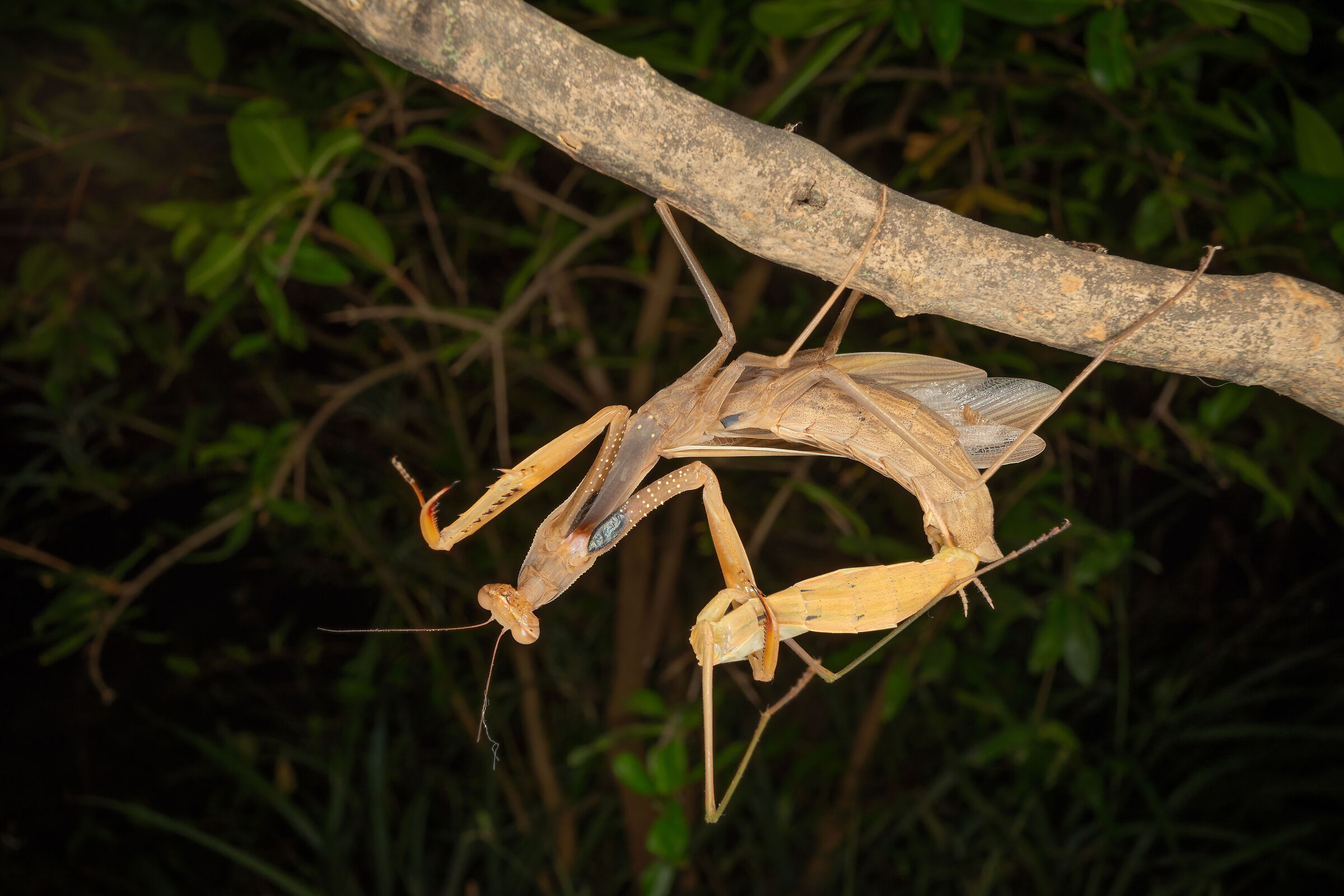The Mating of the Mantis, 11...
