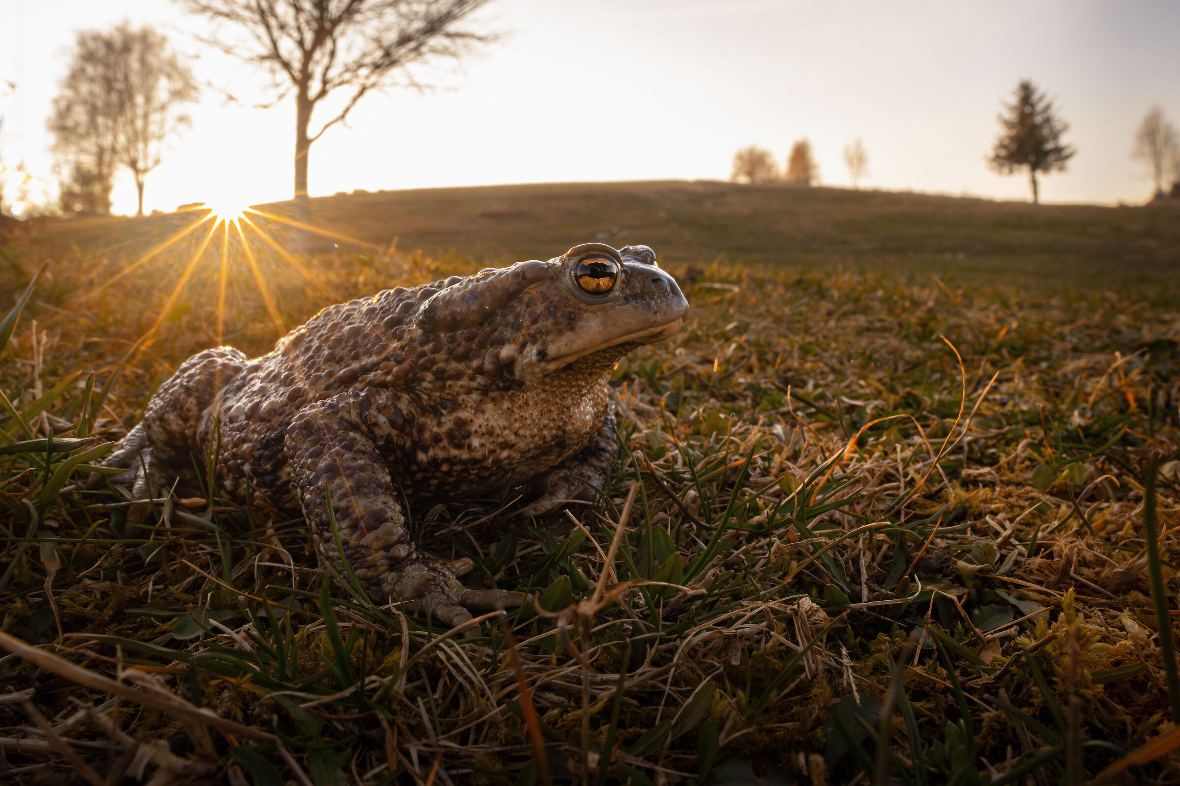 Bufo bufo...
