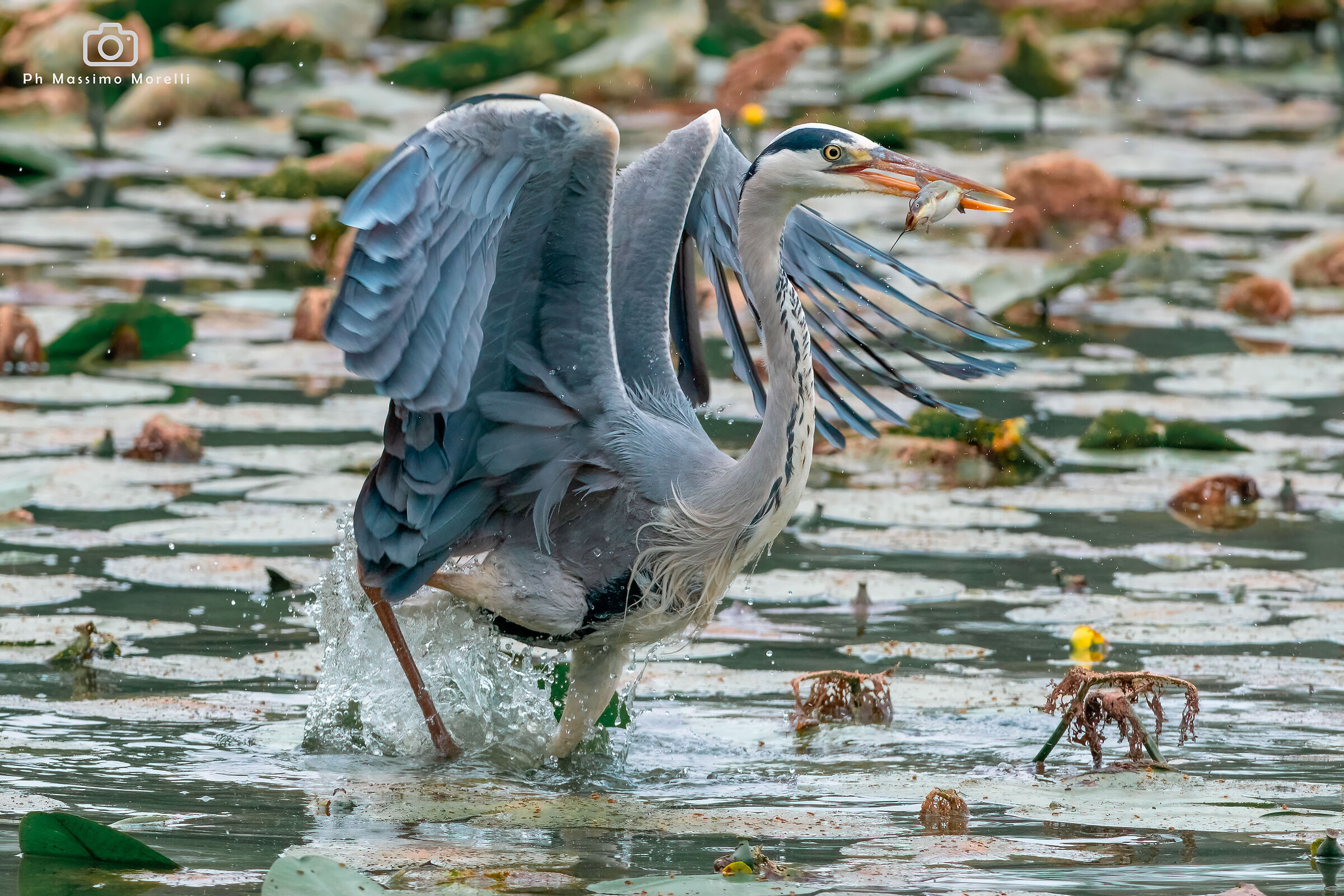 The grey heron fished well...