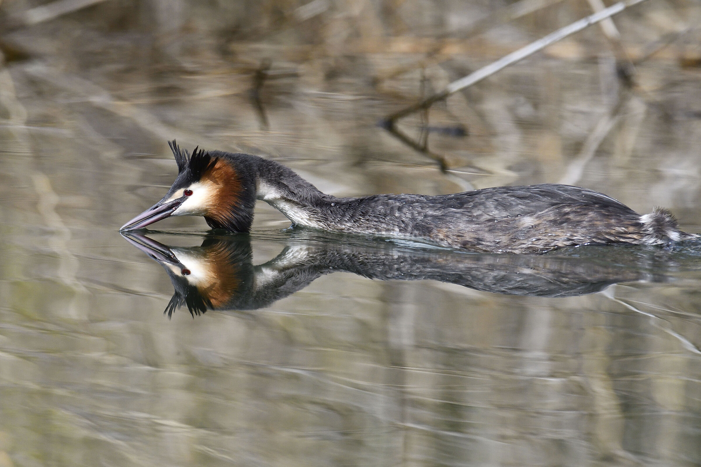 Reflection. Great crested grebe...