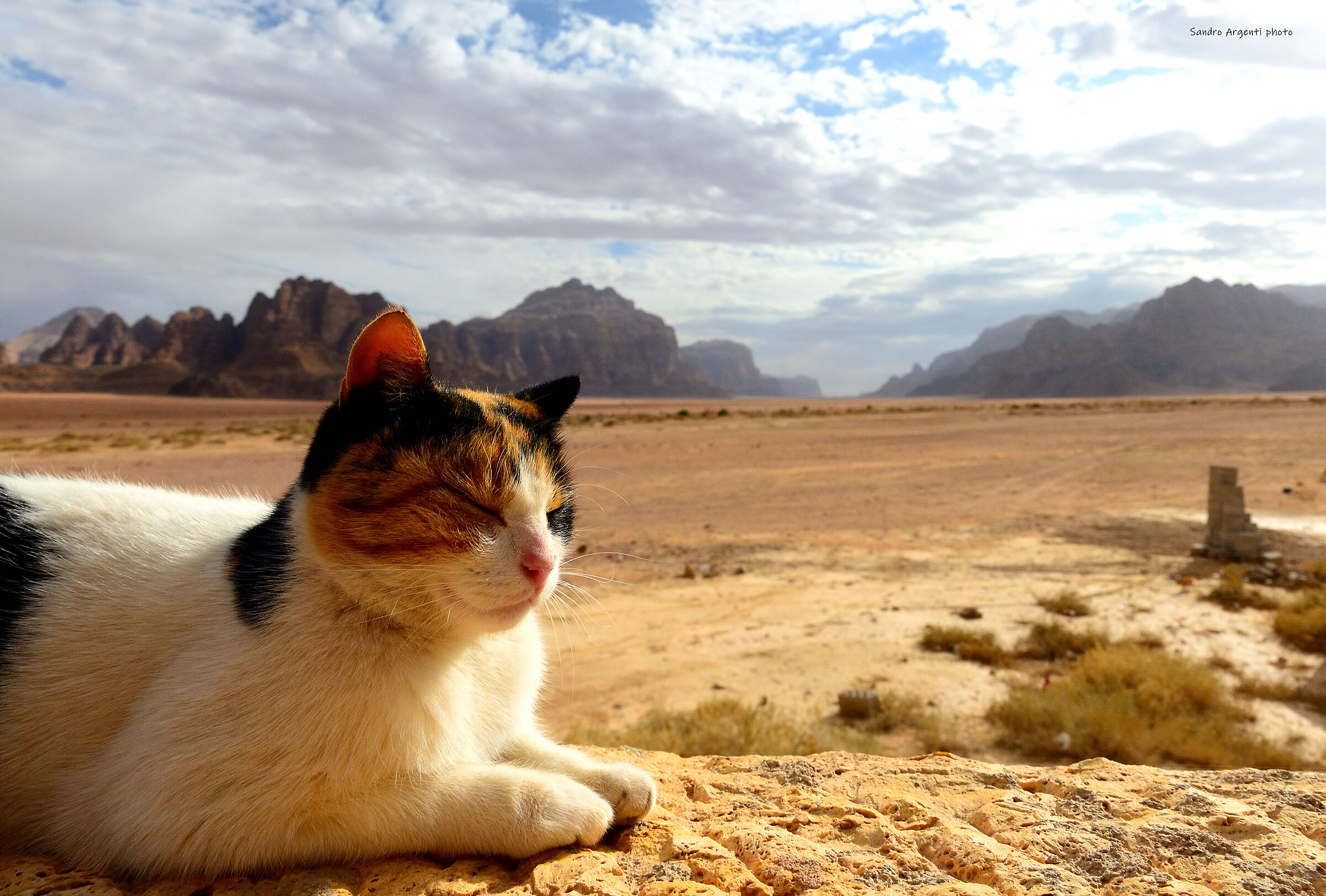 Un gatto randagio sullo sfondo del deserto giordano....
