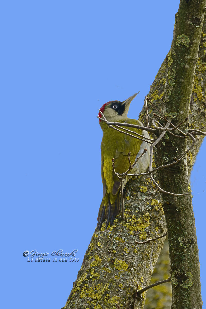 Female Green Woodpecker...