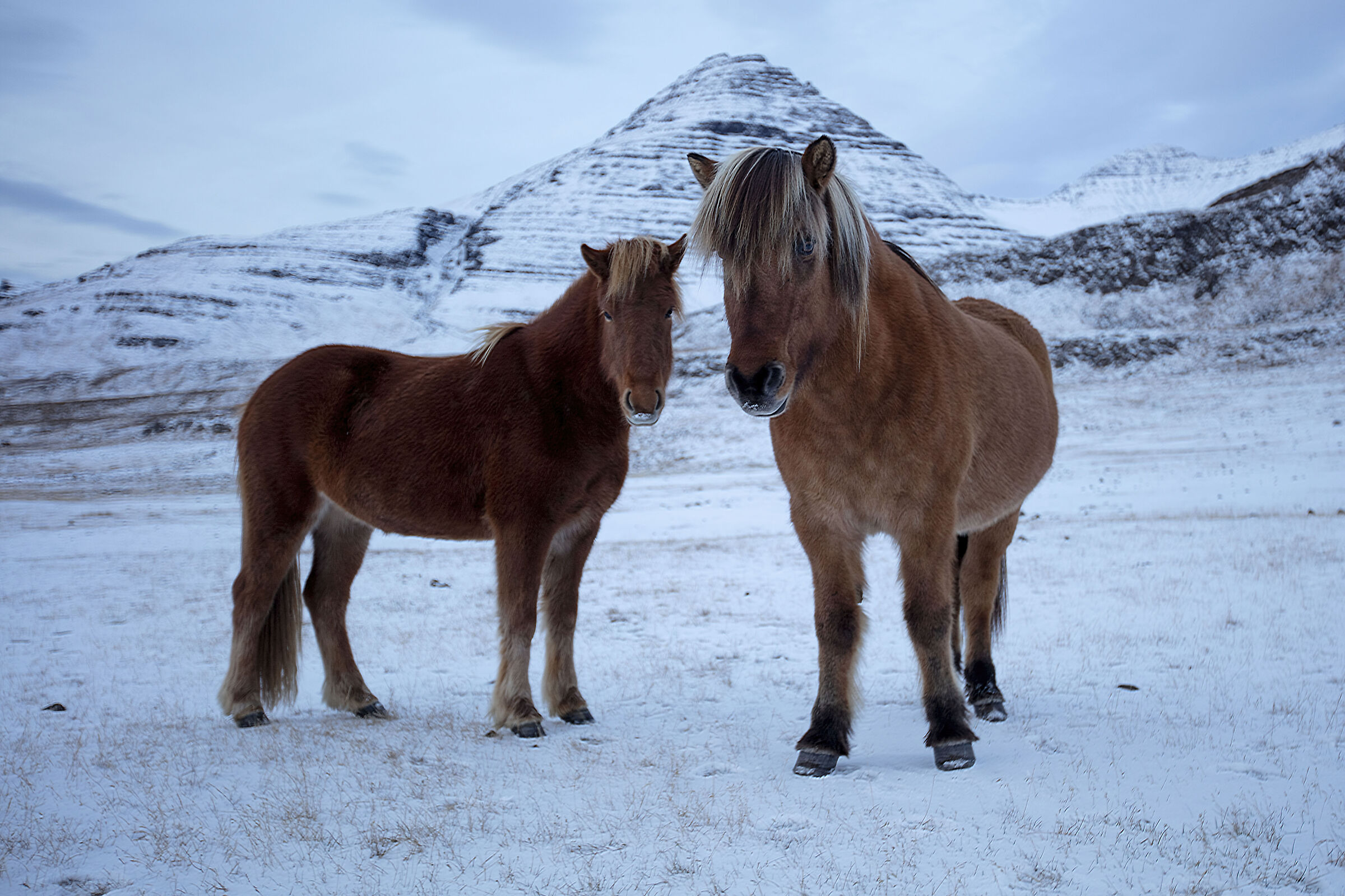 Icelandic Horses...