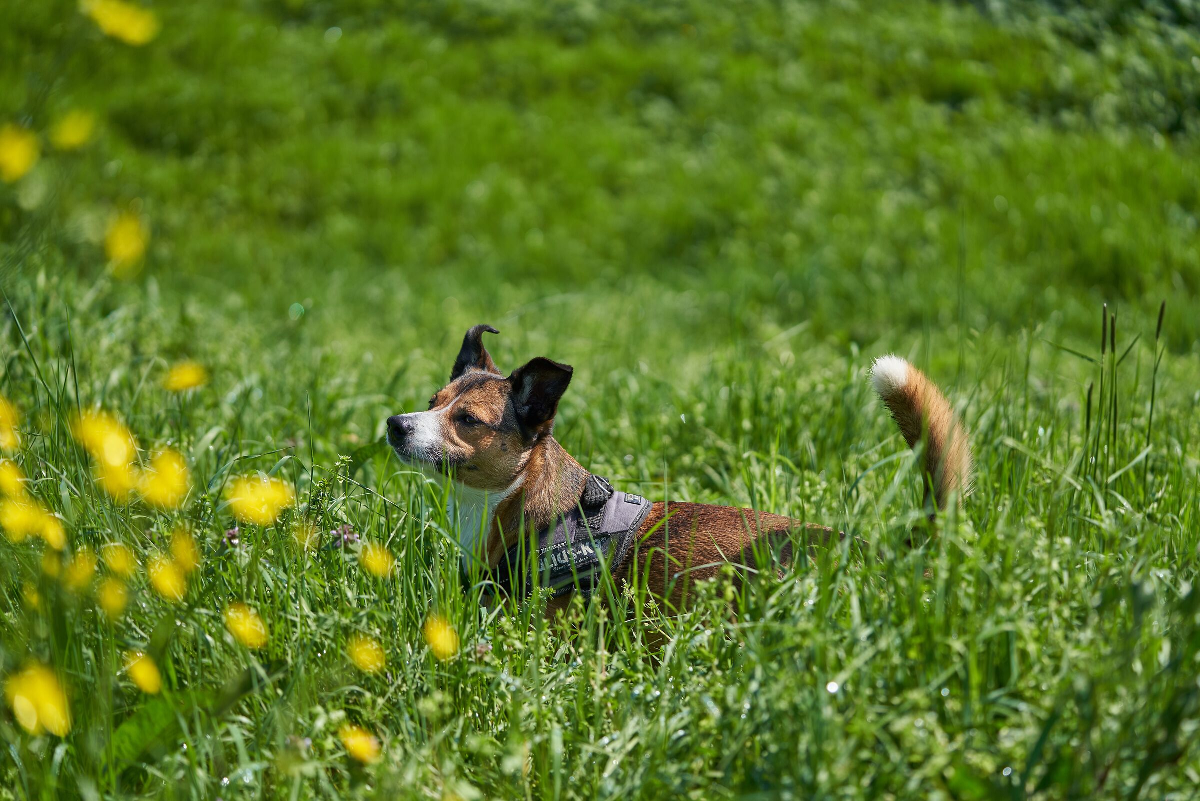 In the trallalla' grass...