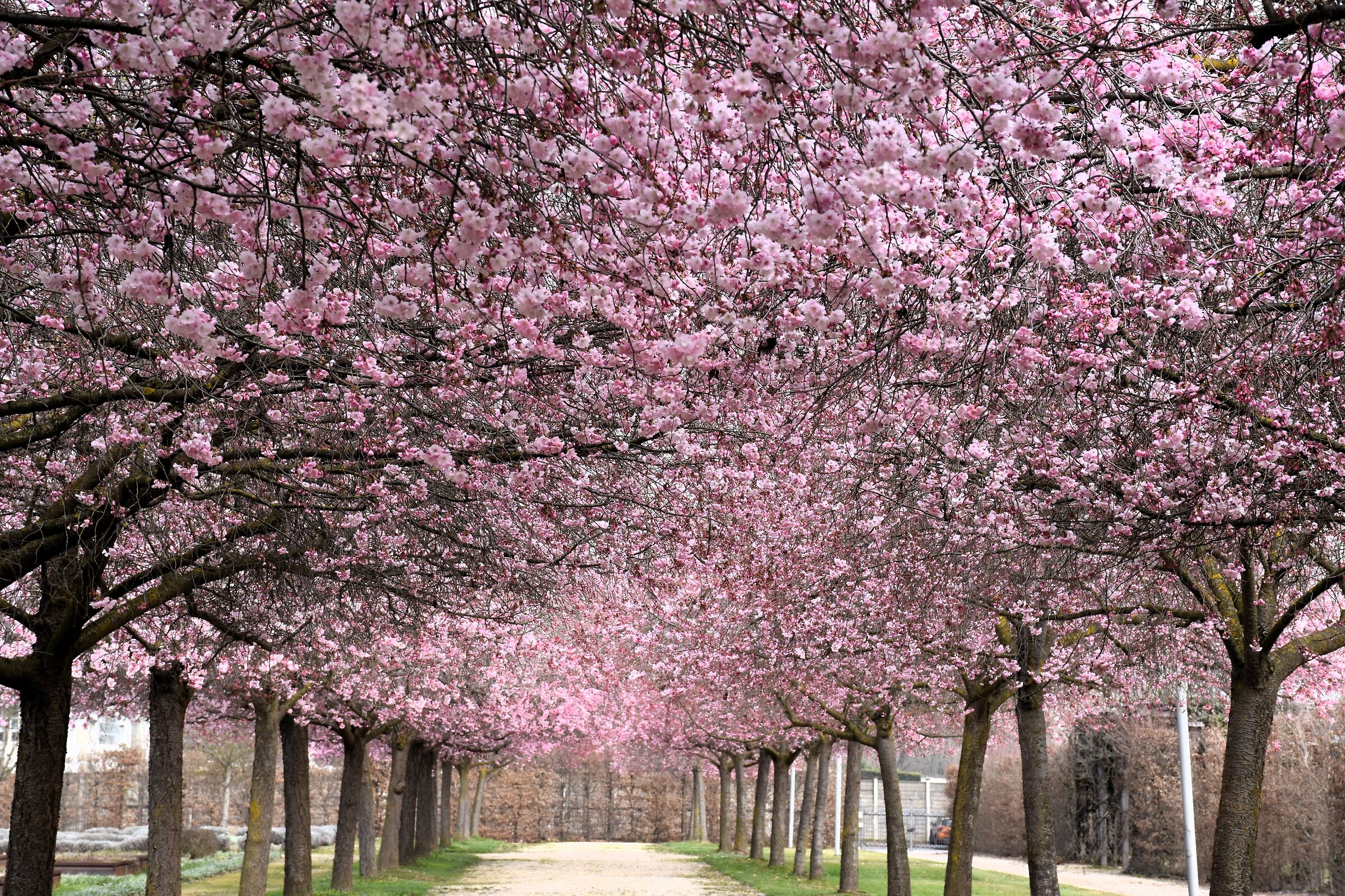 Japanese cherry blossoms ...