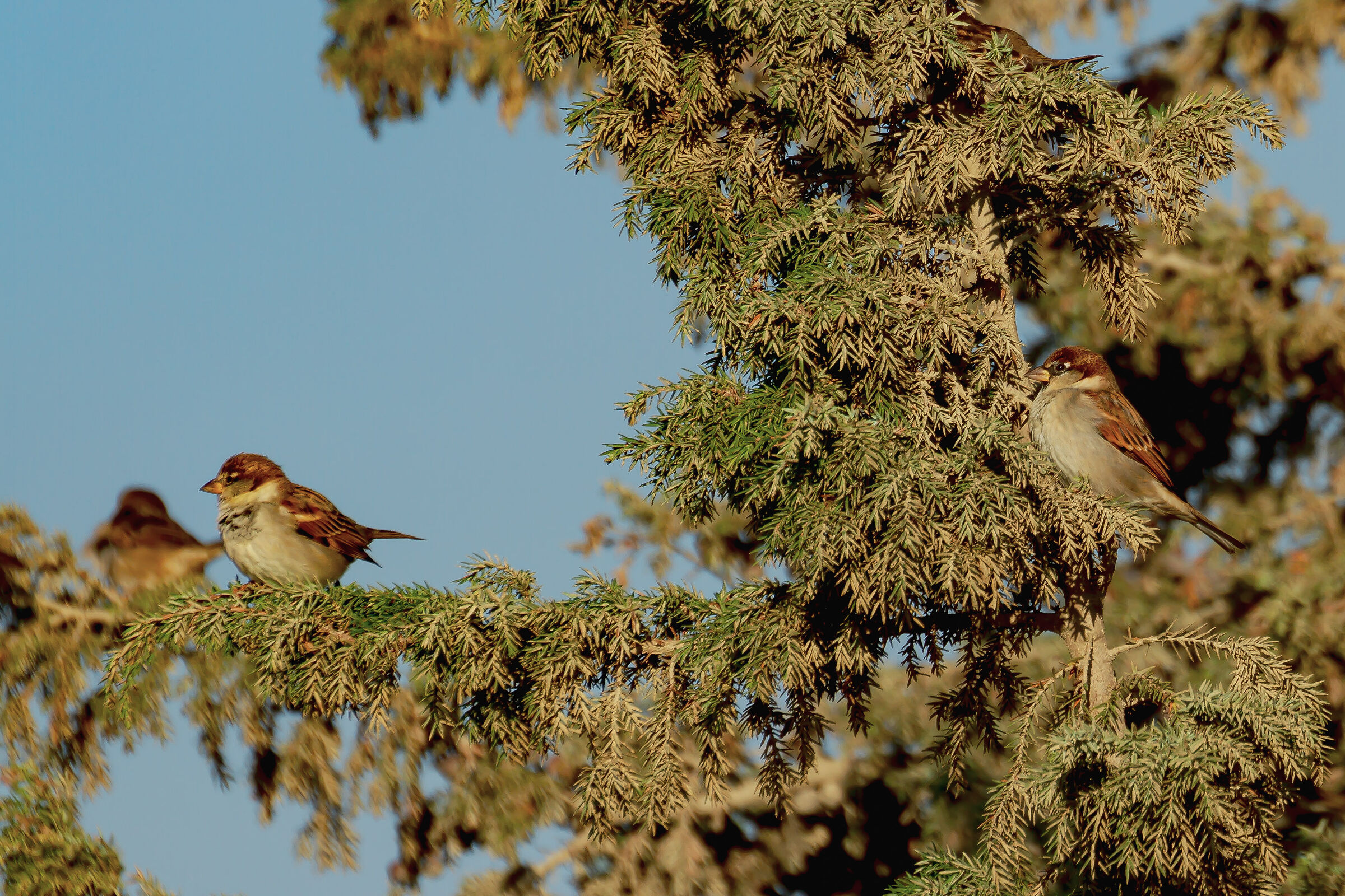 Sparrows at rest...