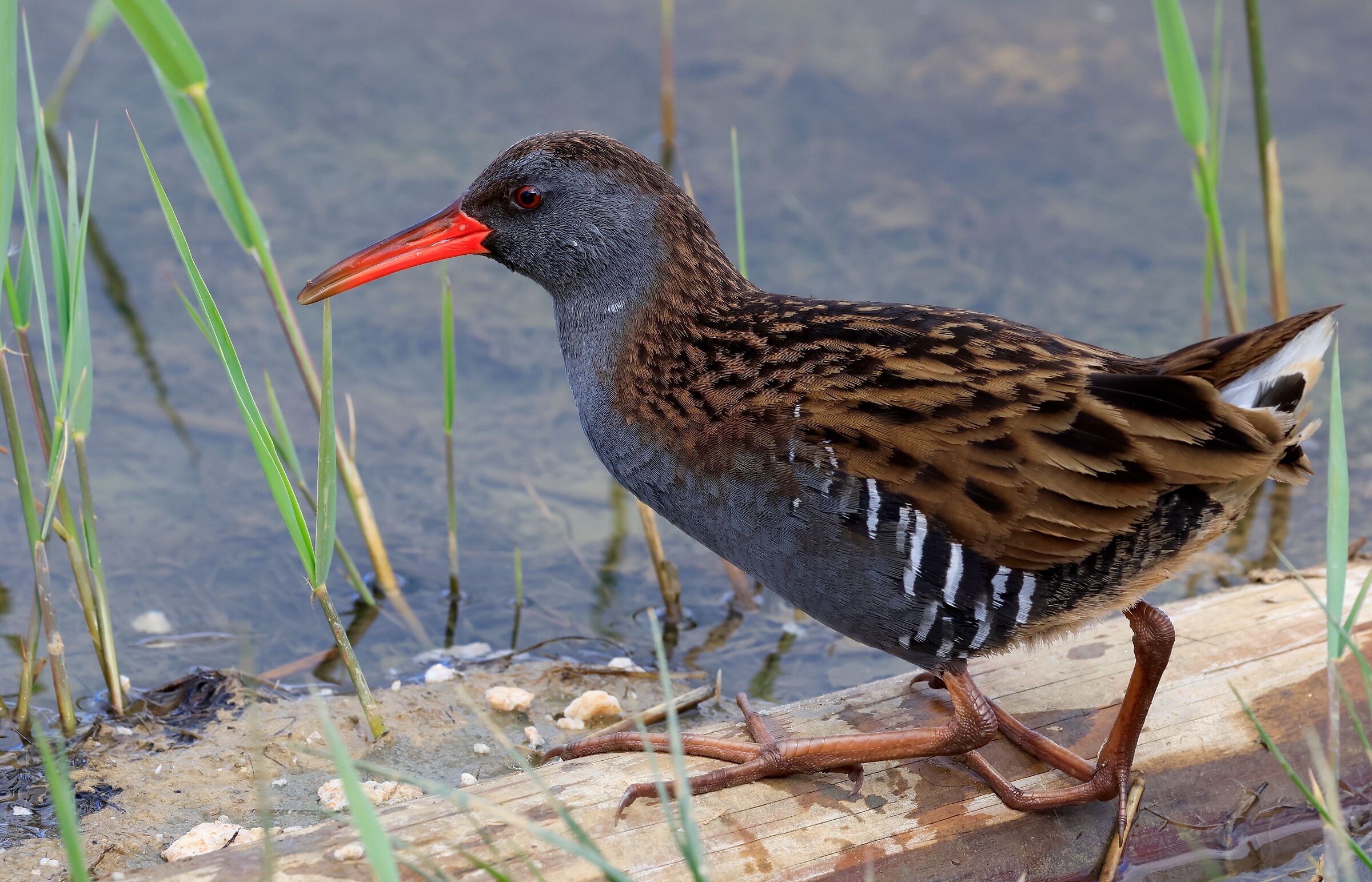 Today cloudy and windy ... and water rail...