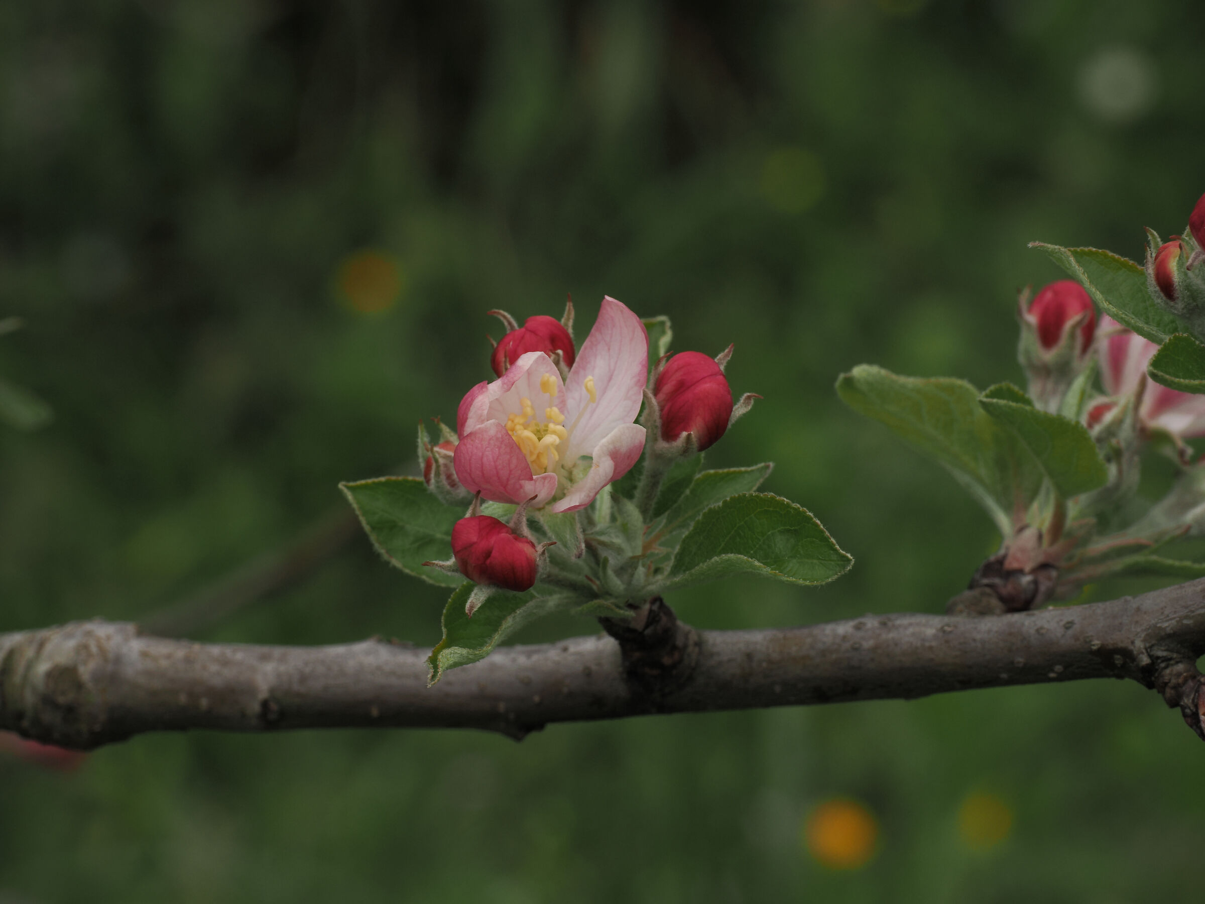 Apple blossom...