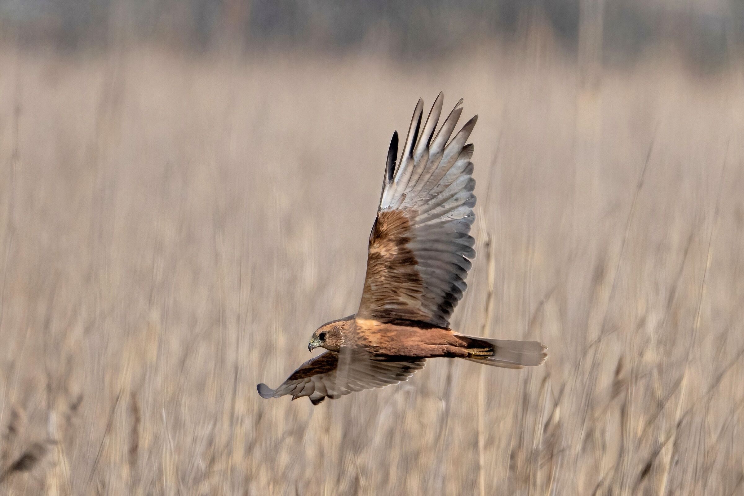 Falco di palude (Circus aeruginosus)...