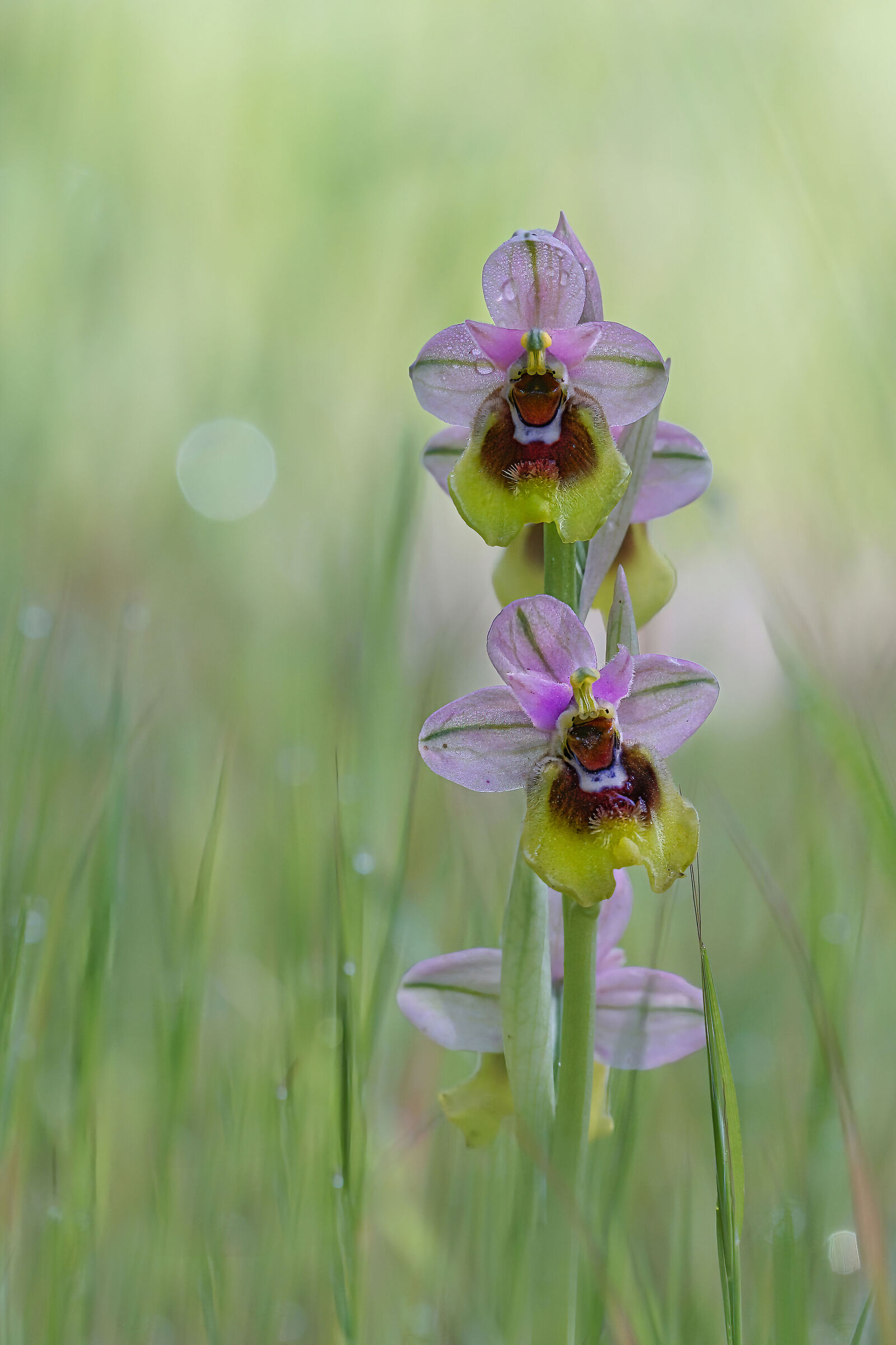 Piccola orchidea selvatica "Ophrys tenthredinifera"...