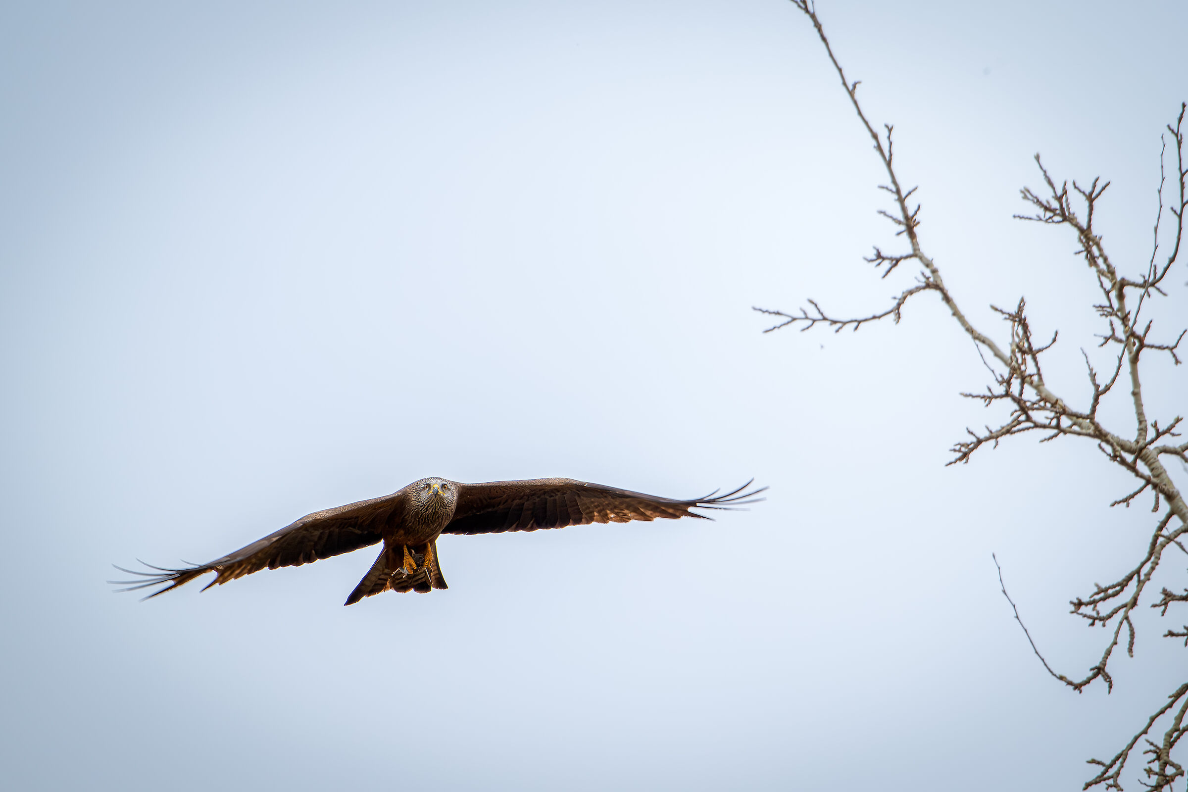 Black kite with prey...