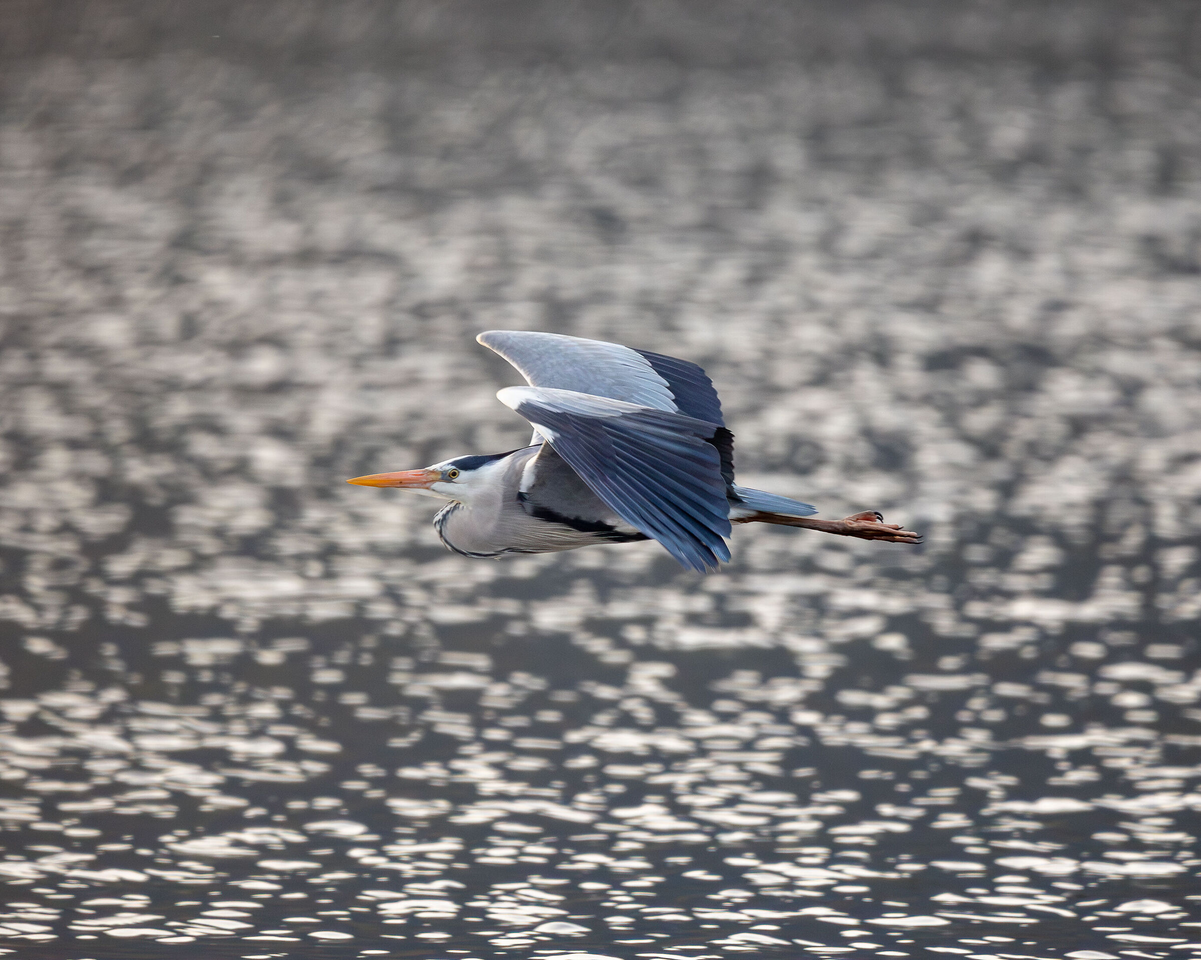 Grey heron on the run...