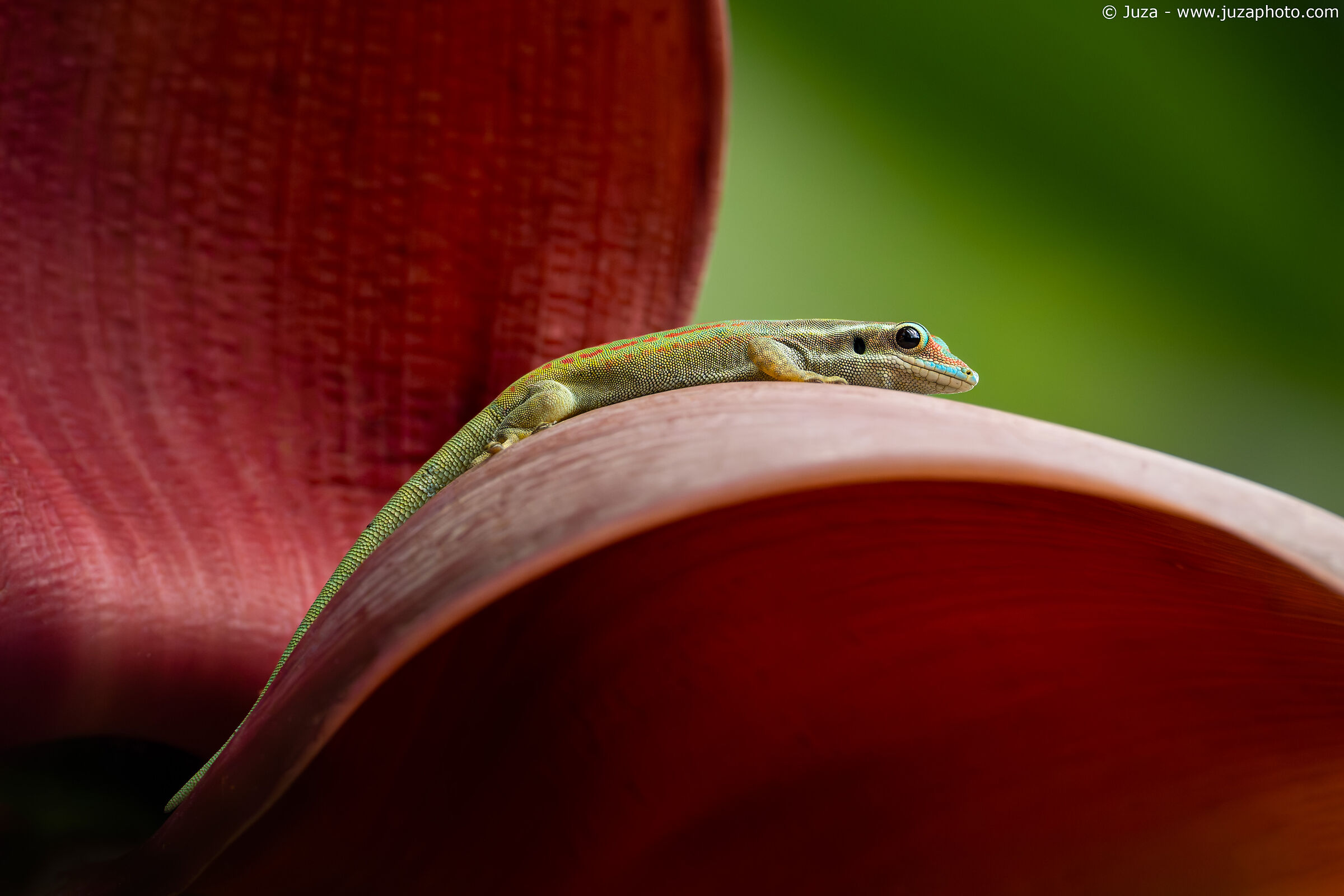 Ornate Day Gecko su fiore di banano...